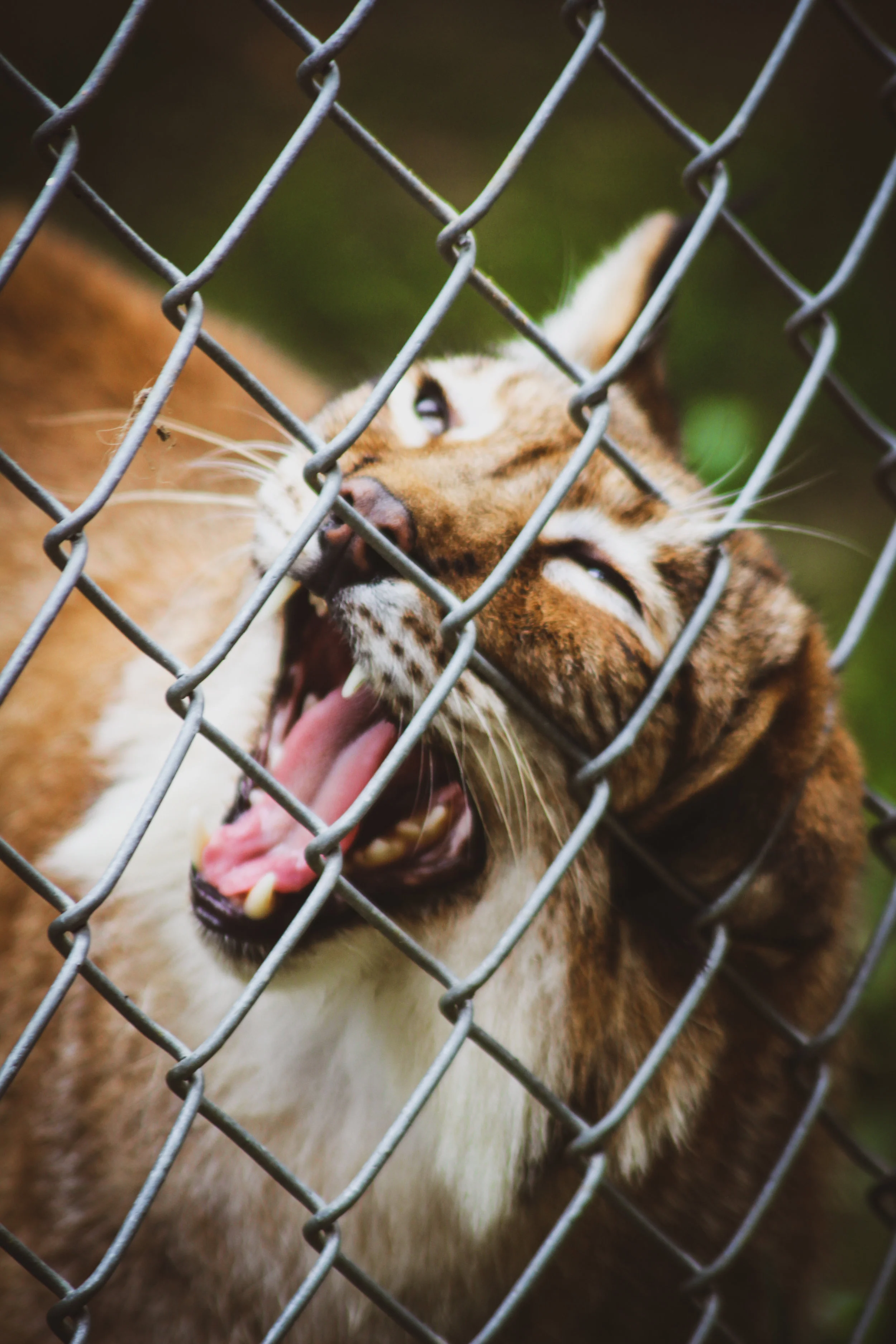 Animal Adventures - August 2019_-31.jpg