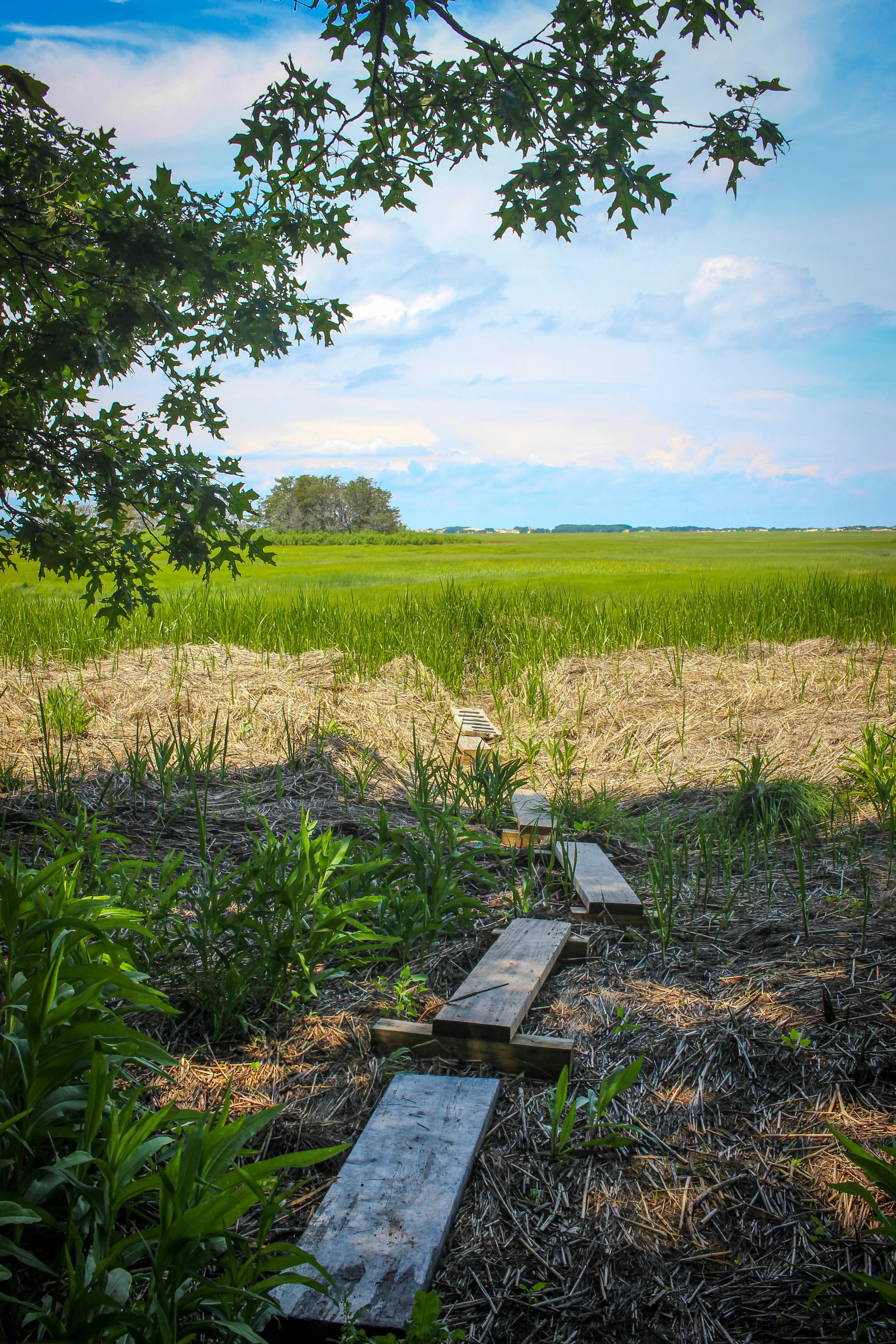 Barnstable Great Marsh Wildlife Sanctuary &amp; Long Pasture Wildlife Sanctuary (Cape Cod, Massachusetts)