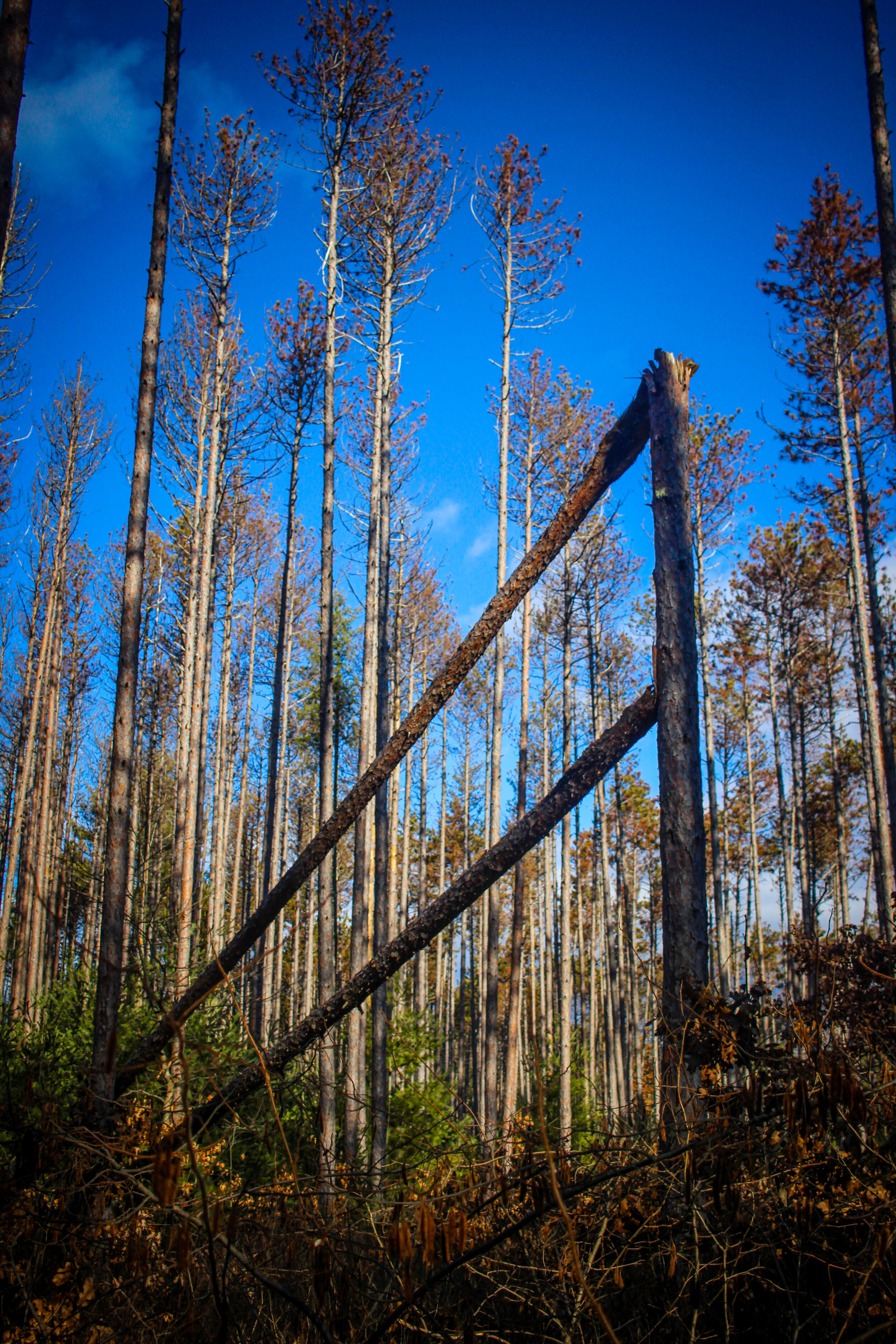 Marlboro-Subury State Forest - Jan 2021 (Edited)-8.jpg