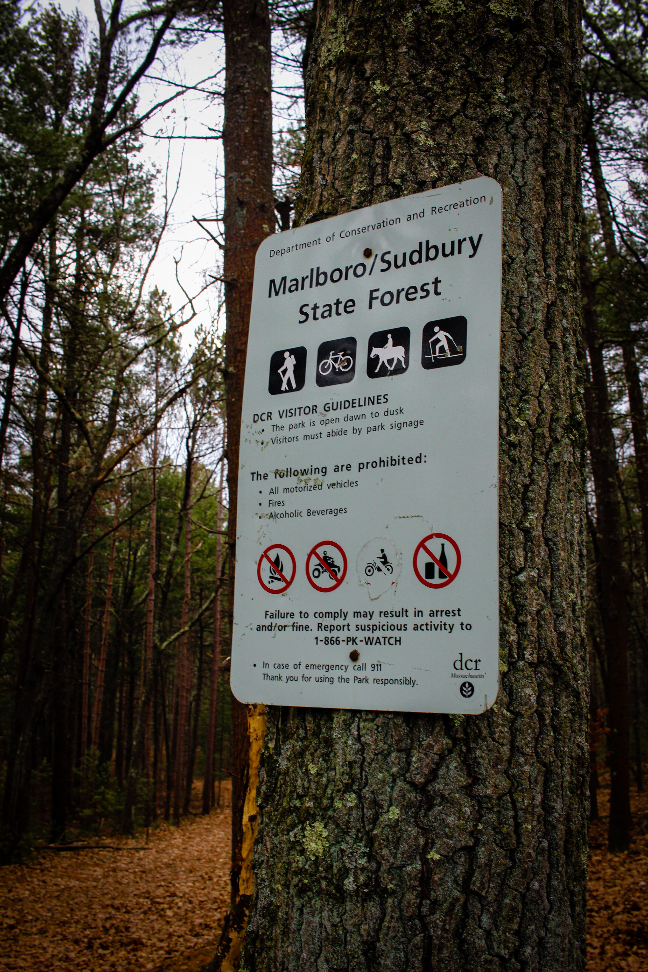 Marlboro-Subury State Forest - Jan 2021 (Edited)-21.jpg