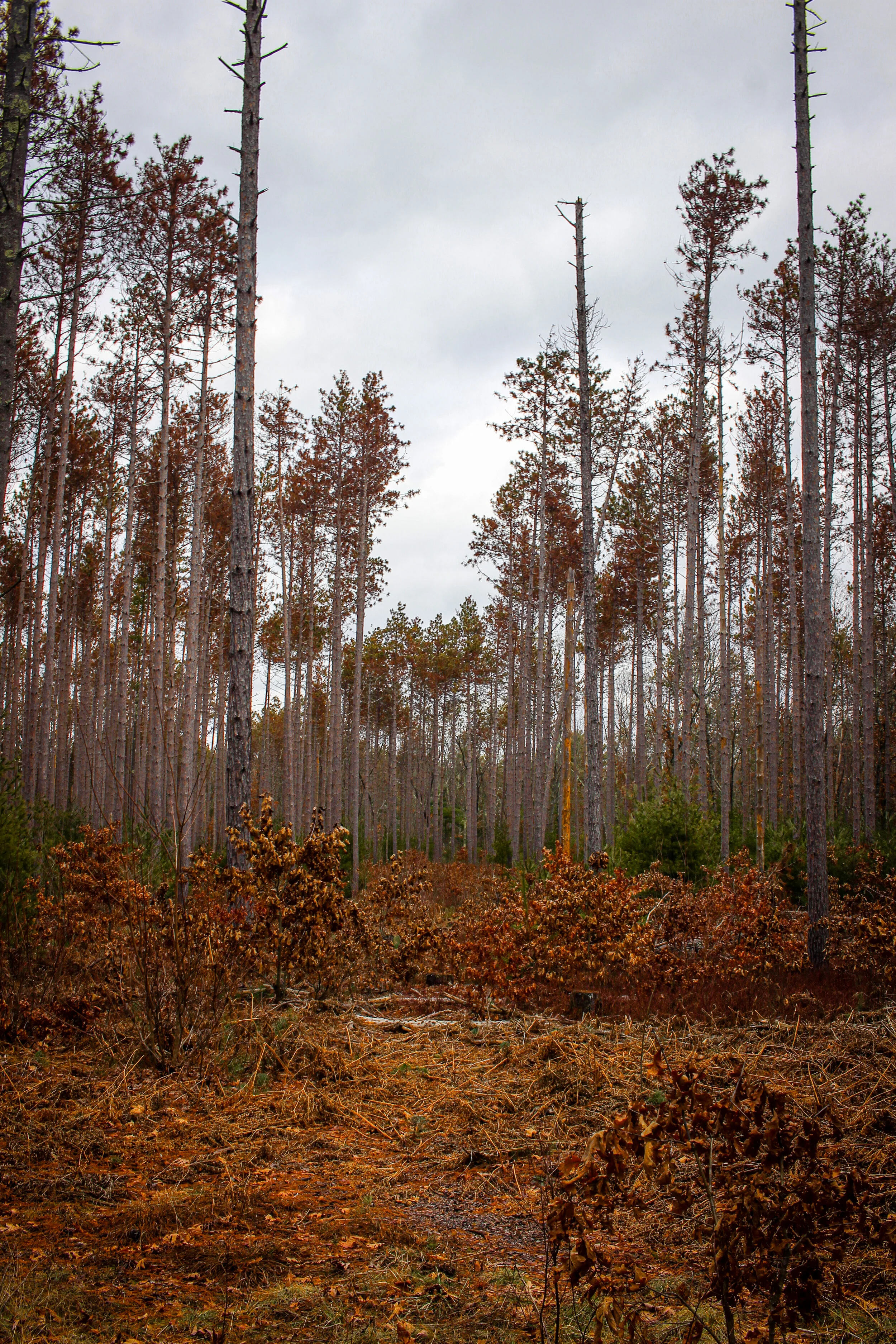 Marlboro-Subury State Forest - Jan 2021 (Edited)-25.jpg