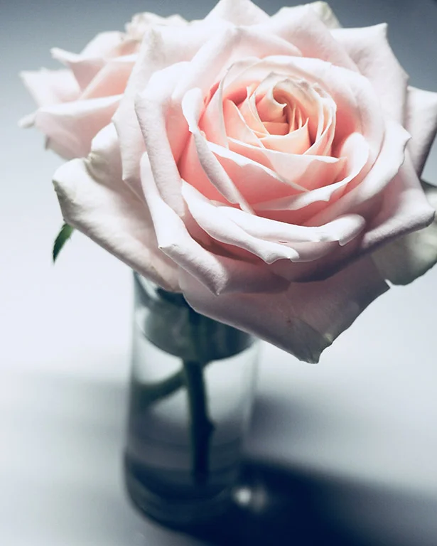 free stock photography designed by jess - Pink Rose.jpg
