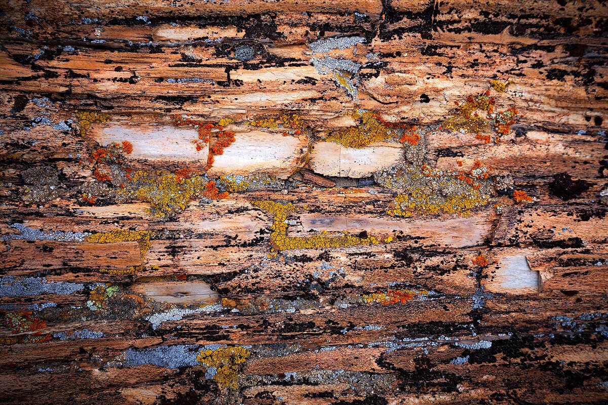 Petrified-Yellow-Bile.jpg