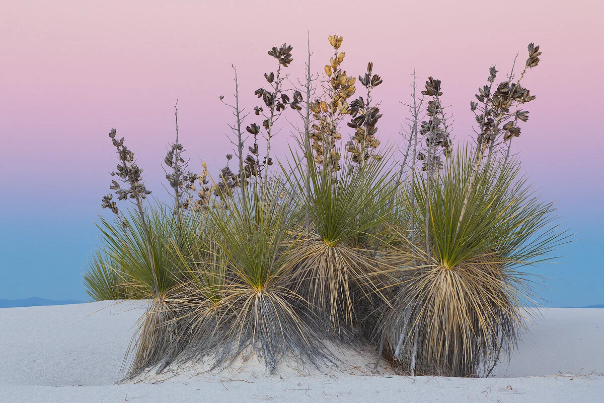 Yucca-Yucca.jpg