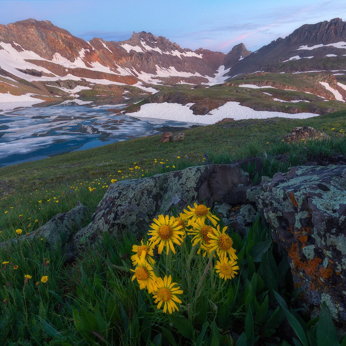 Wildflowers Deep in the San Juan Mountains Photo Workshop