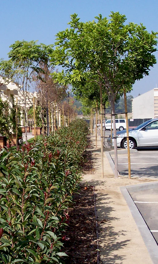Xngs-treetriangles-crop.jpg