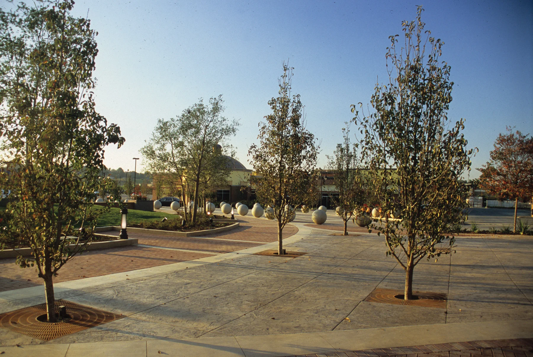 Xngs-pavingtrees.jpg