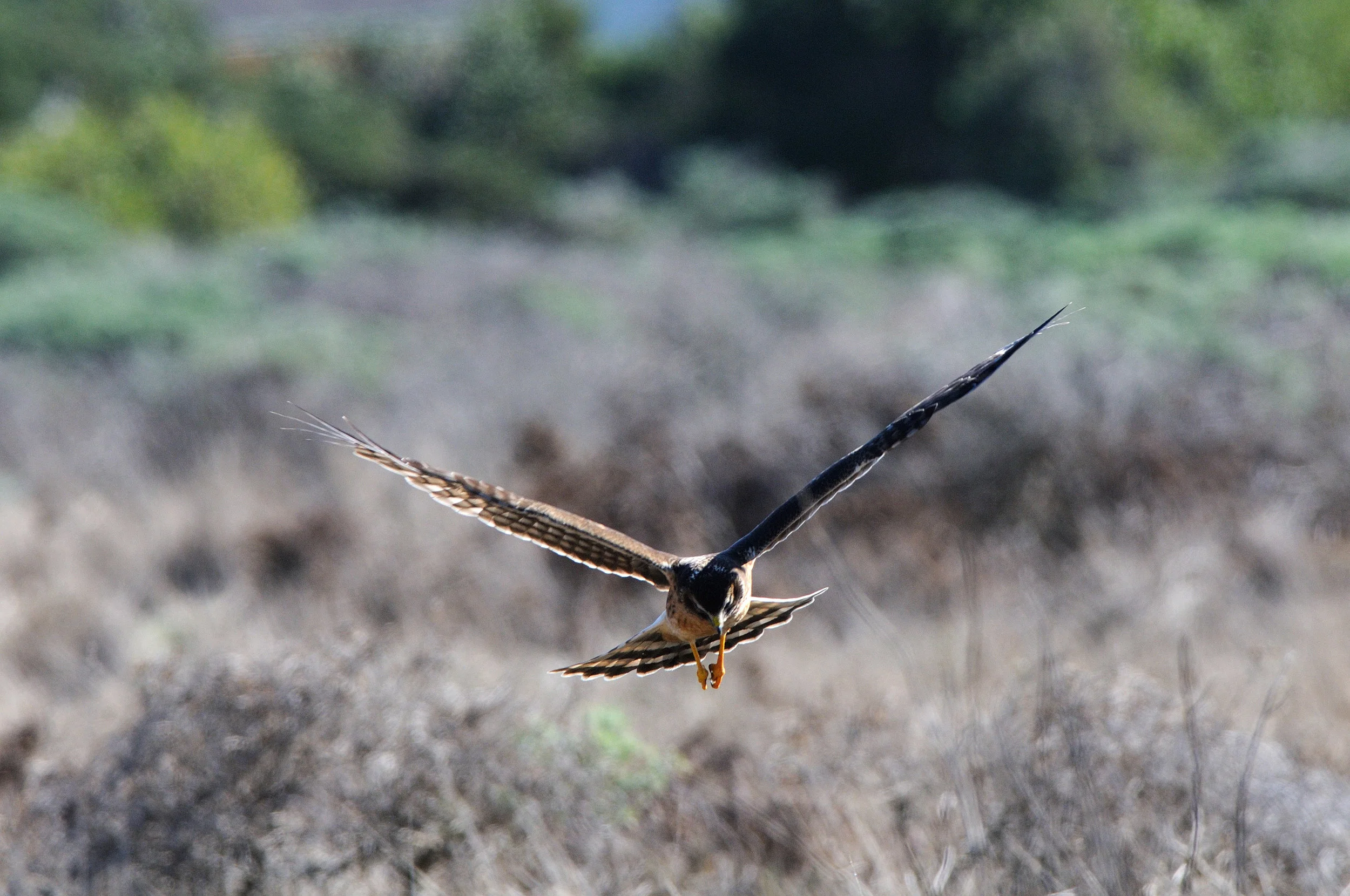 NorthernHarrier at TSR_selected.jpg