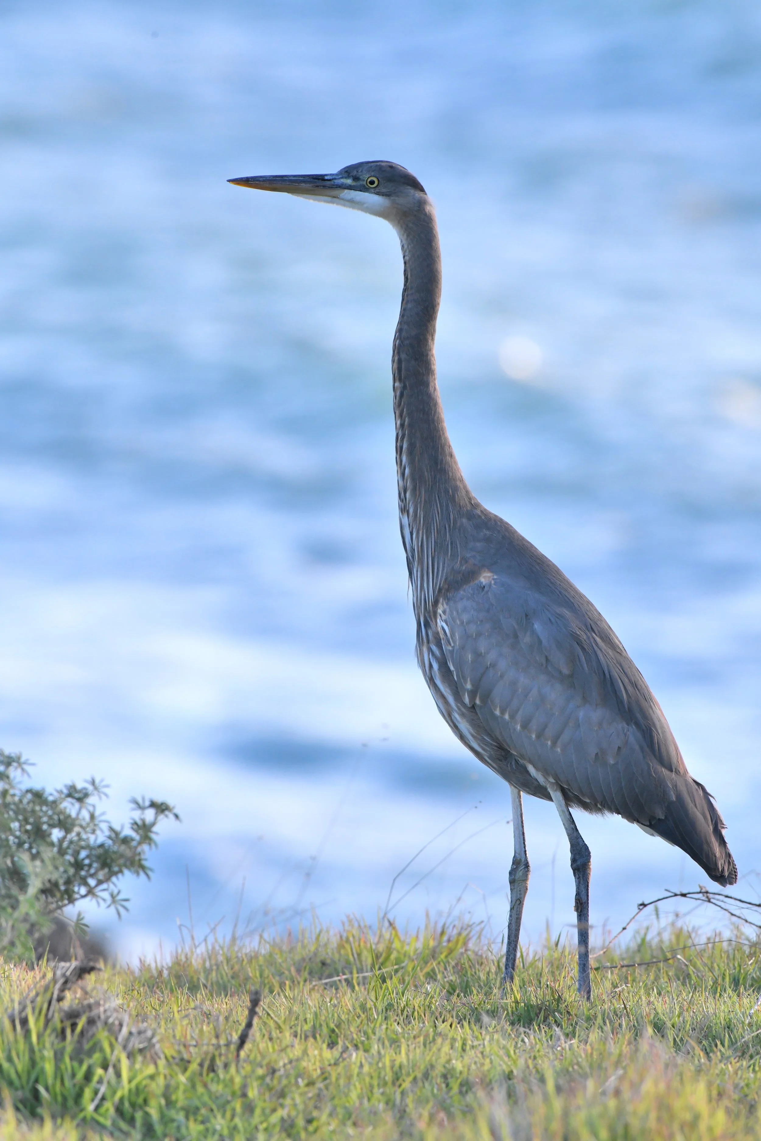 DSC_1830.JPG