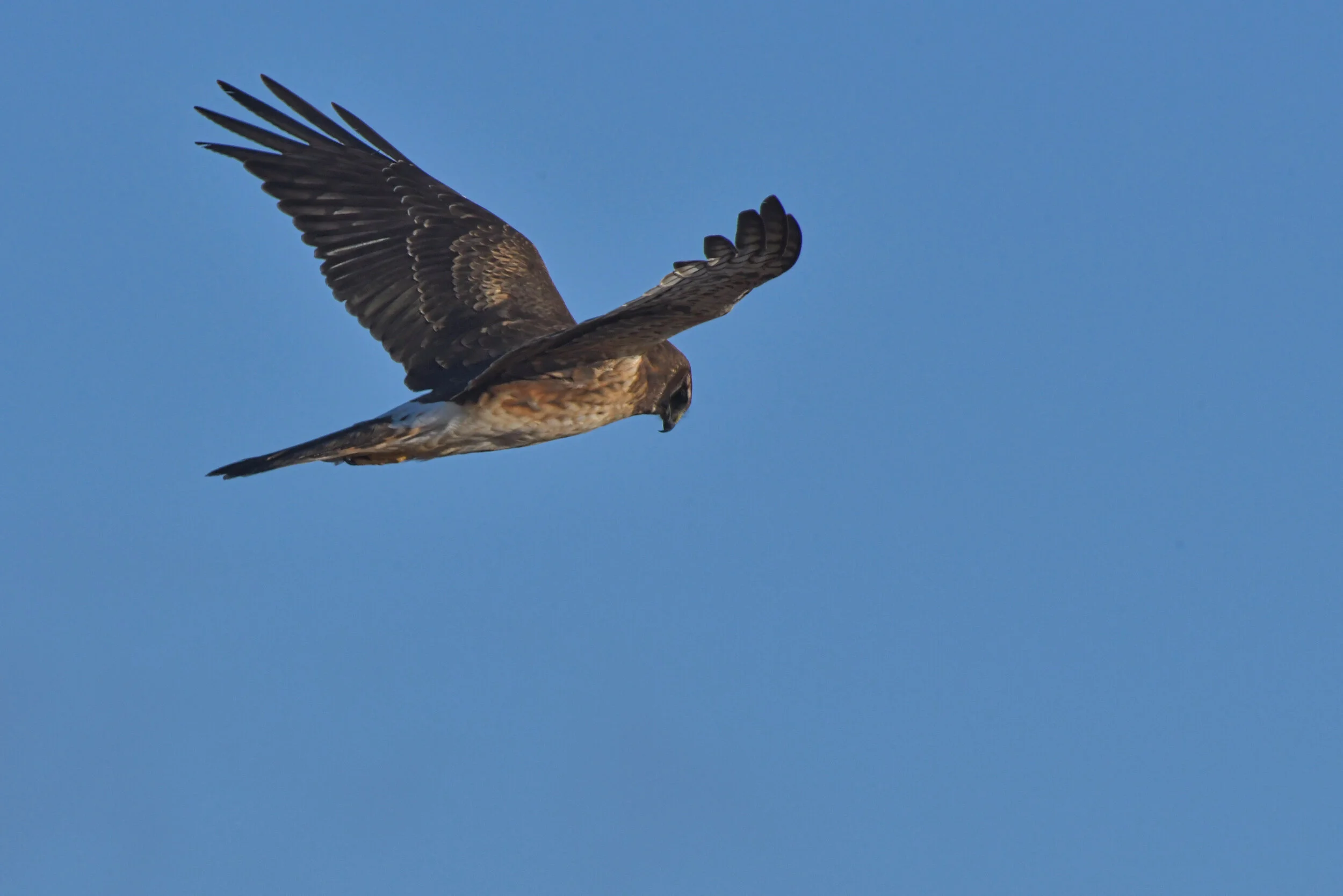 DSC_3155b.jpg