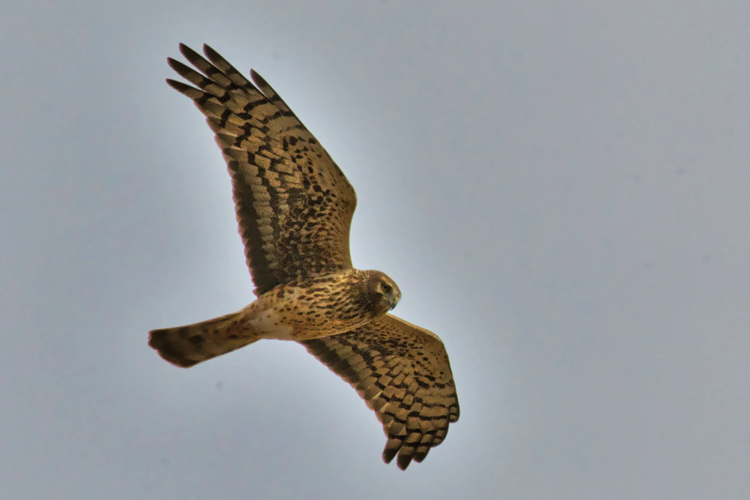 Northern Harrier