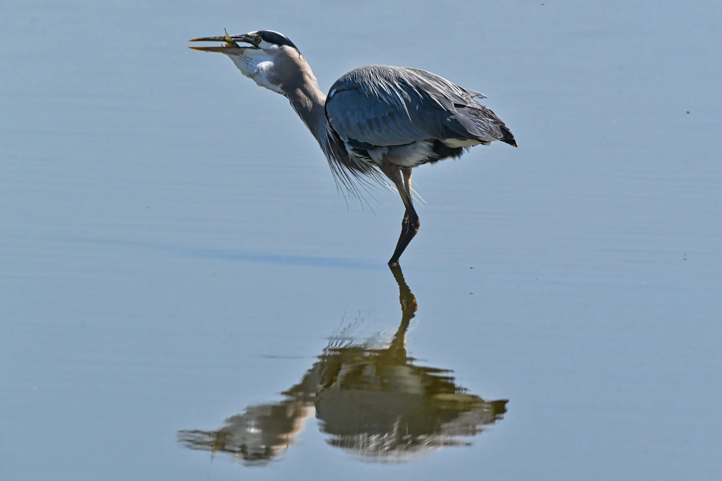 DSC_3019a.jpg