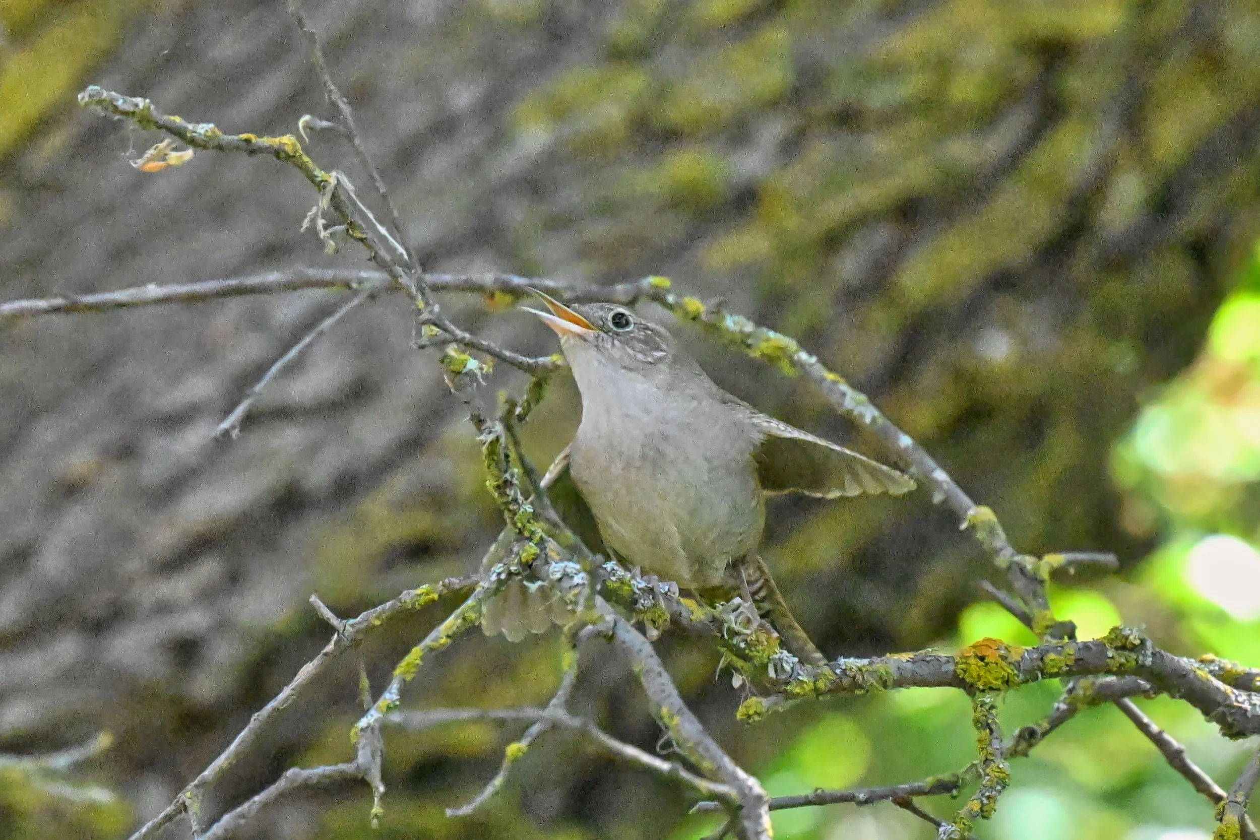 DSC_3275a.jpg