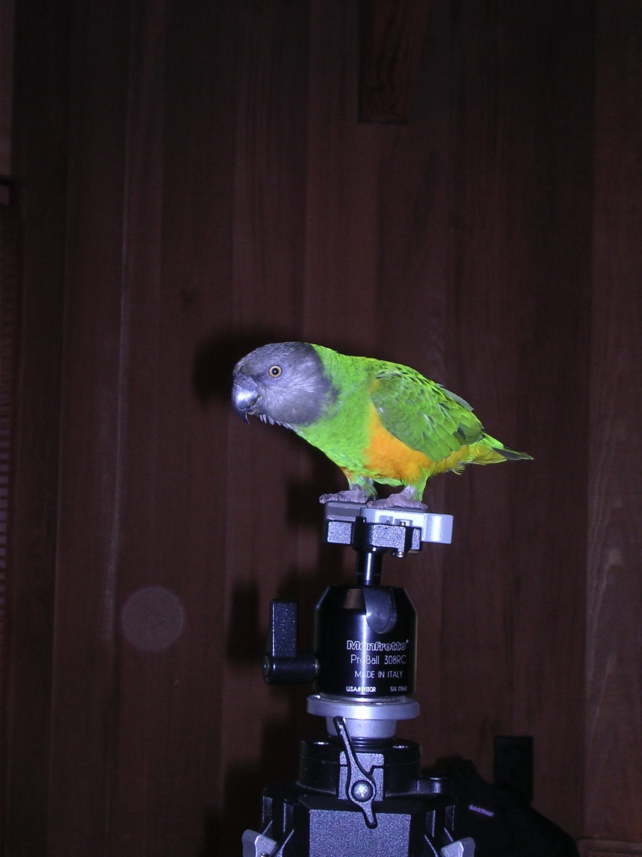 DSCN0431.JPG