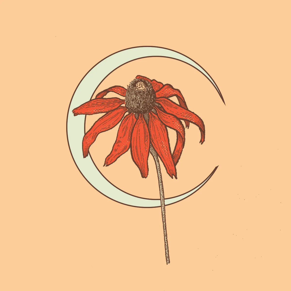 Sunflower nov.jpg