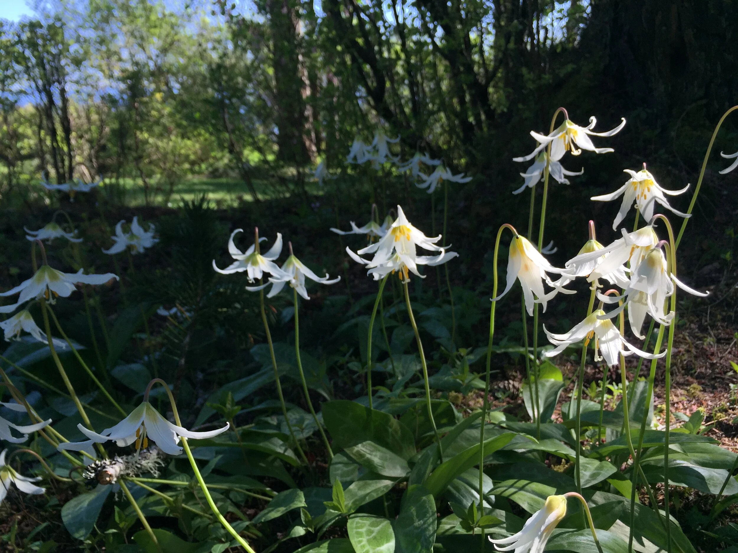 MG, Curly LIlies.JPG