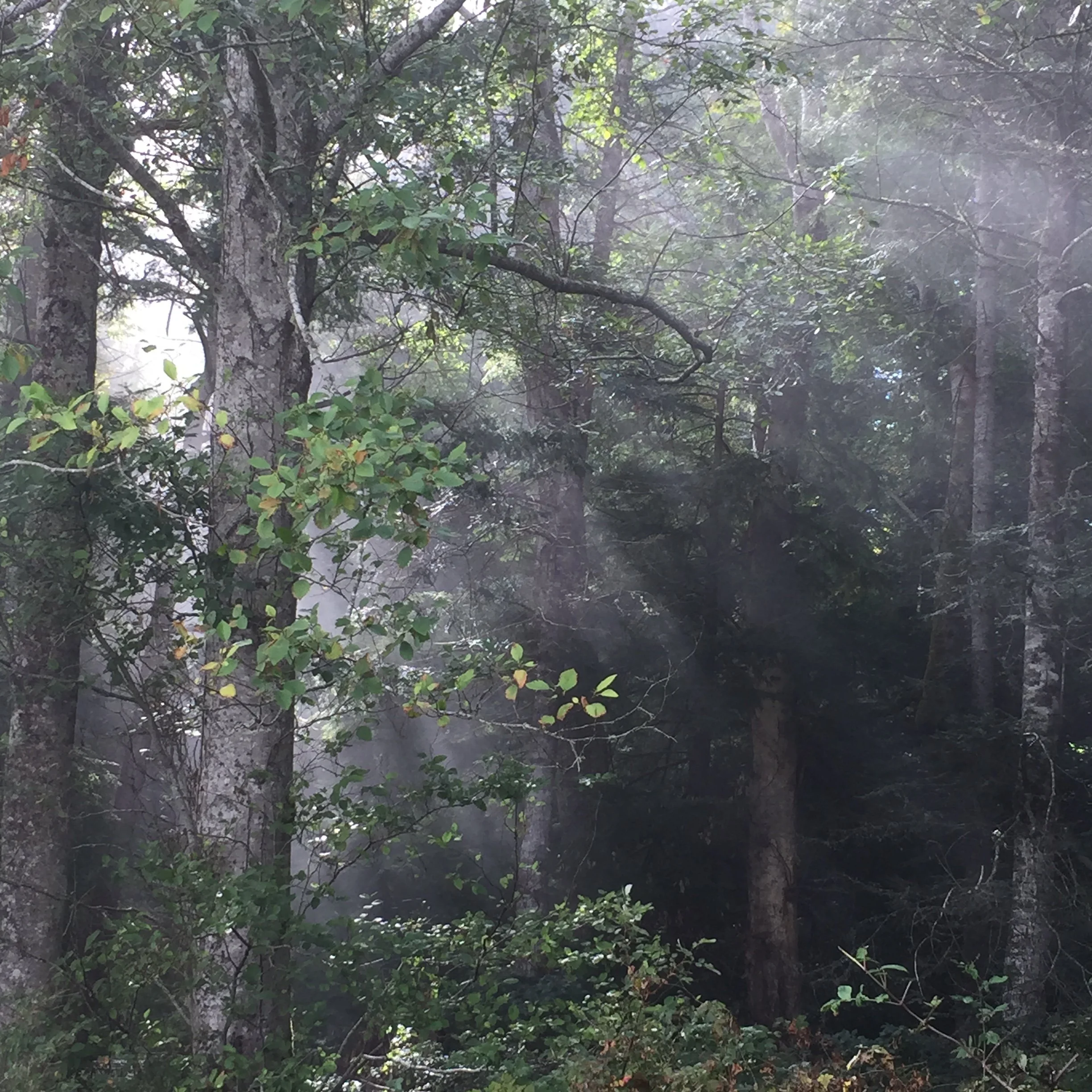 MGS Fog in the trees 2.JPG