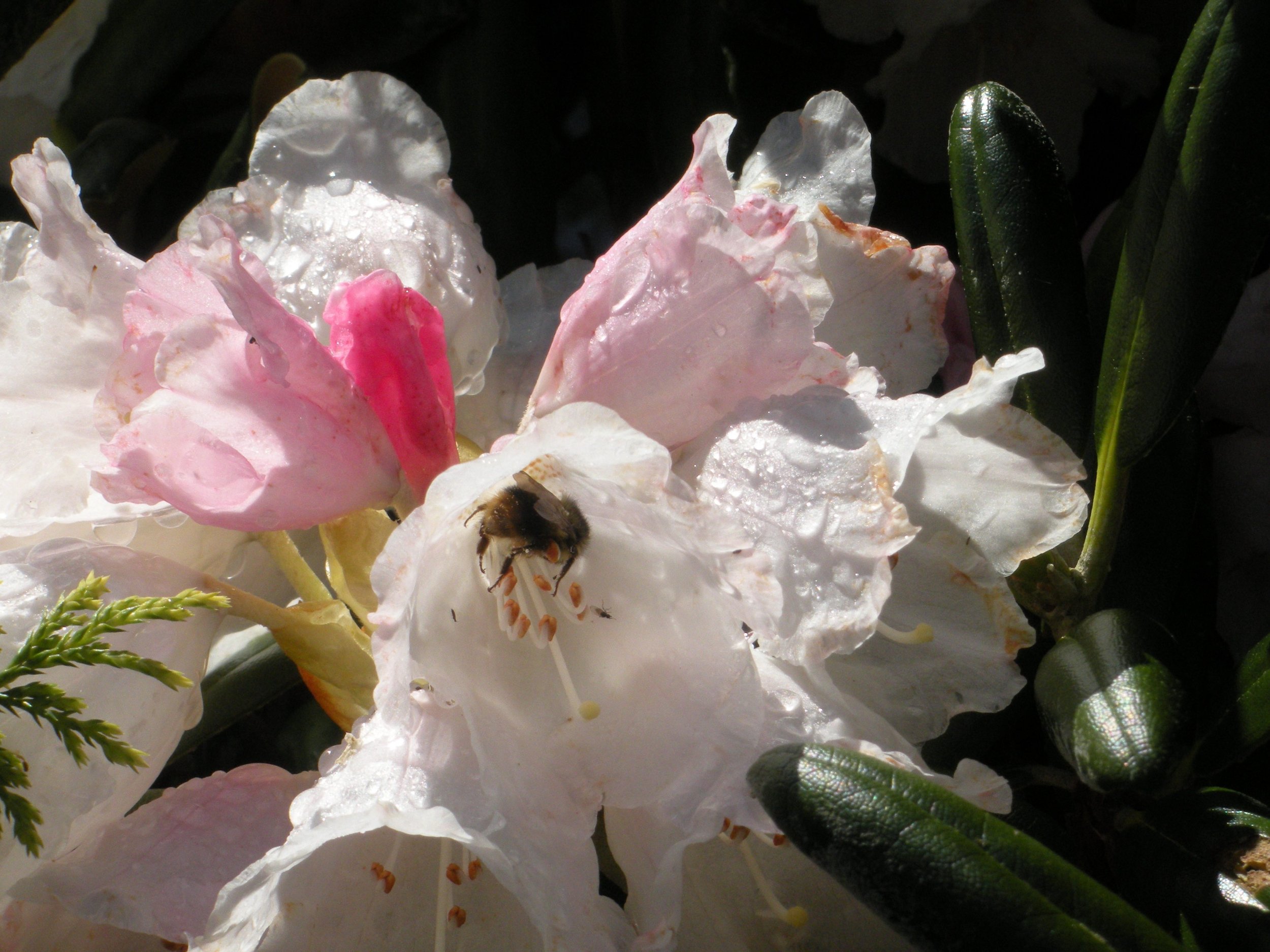 MG, Bee and Rhodo.jpg