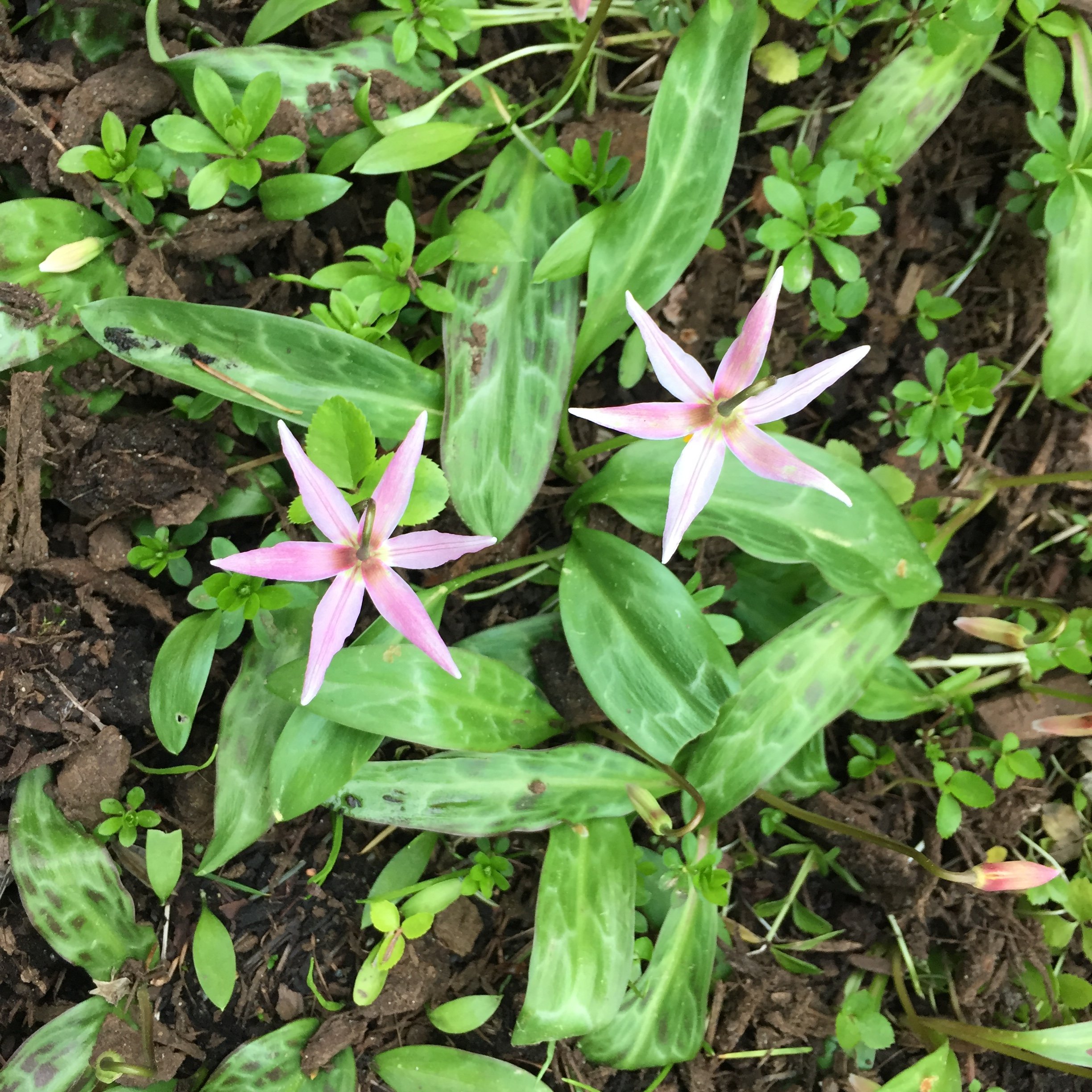 MG, Fawn Lilies.JPG