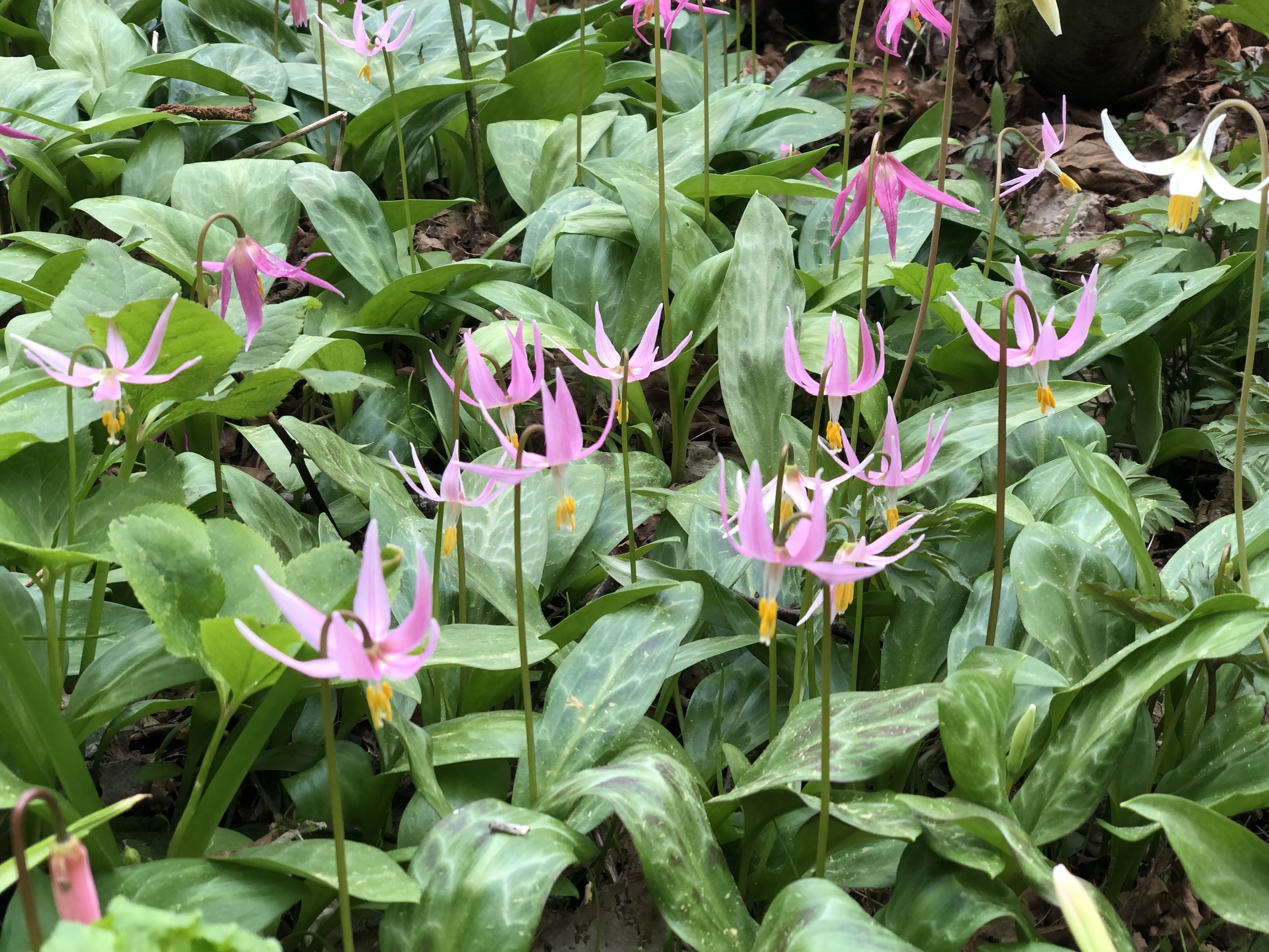 MG '24, fawn lilies, pink.jpg