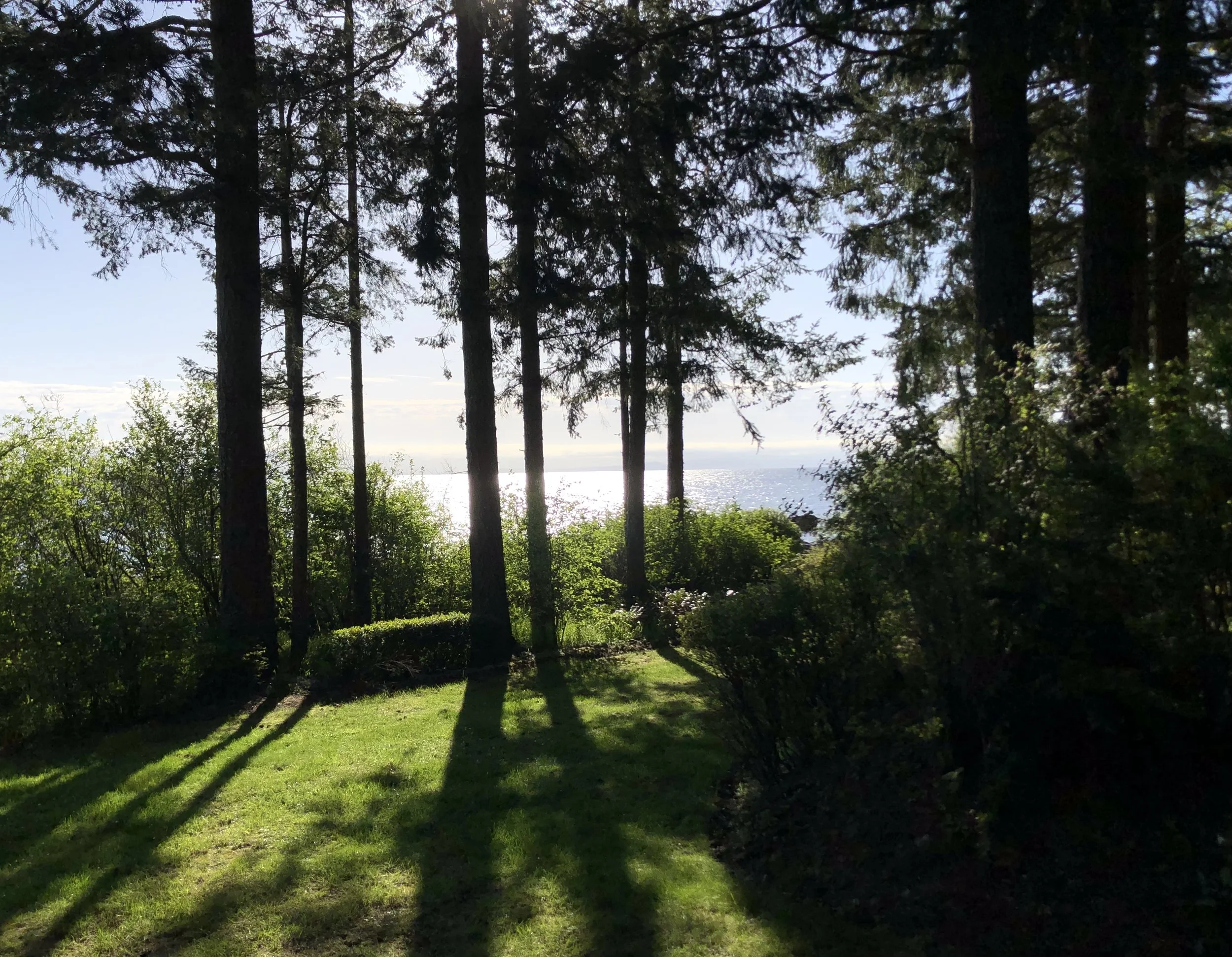 MG, morning light through the trees.jpeg
