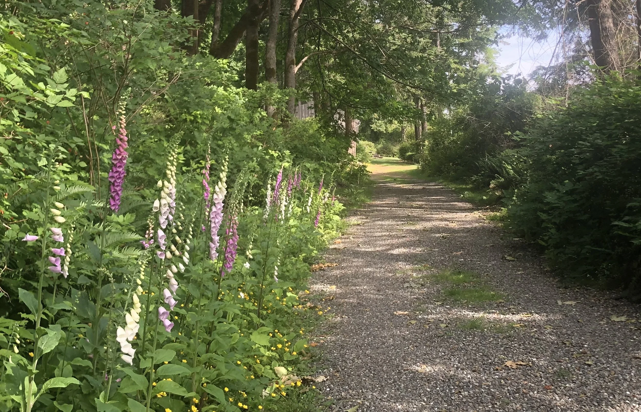 MG, Foxglove approach.jpeg