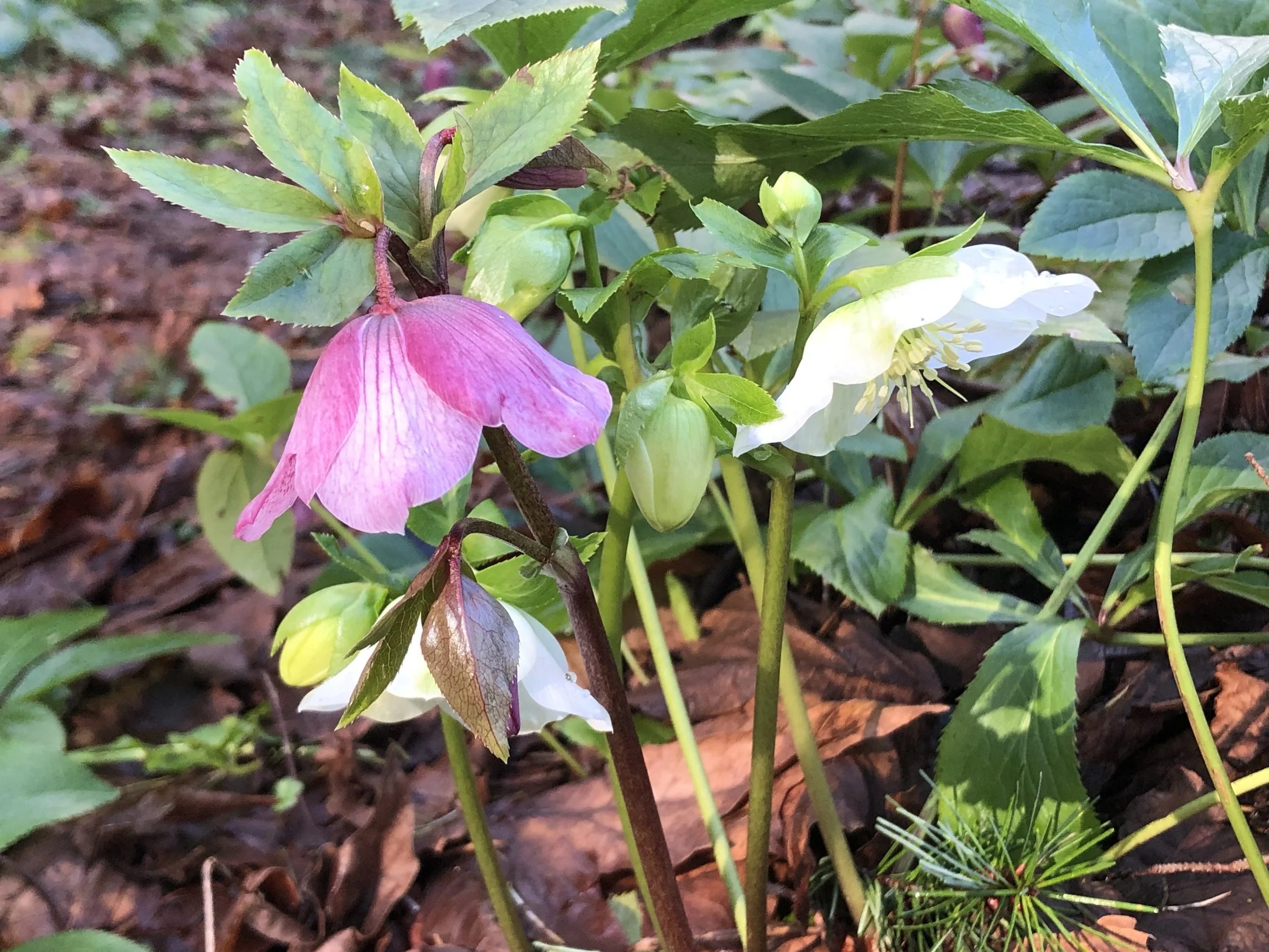 Hellebore Bloom, '26.jpg