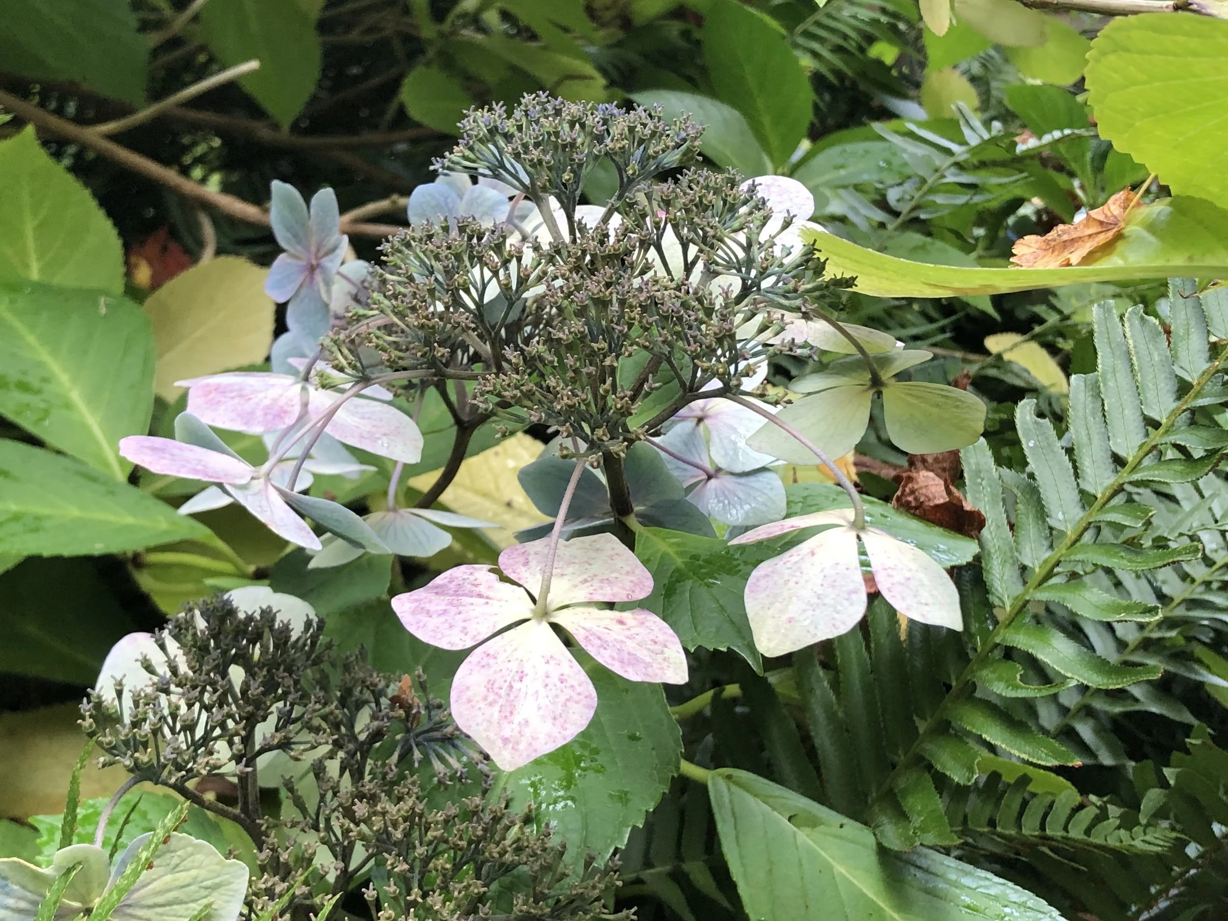 Fall '25, hydrangea.jpg