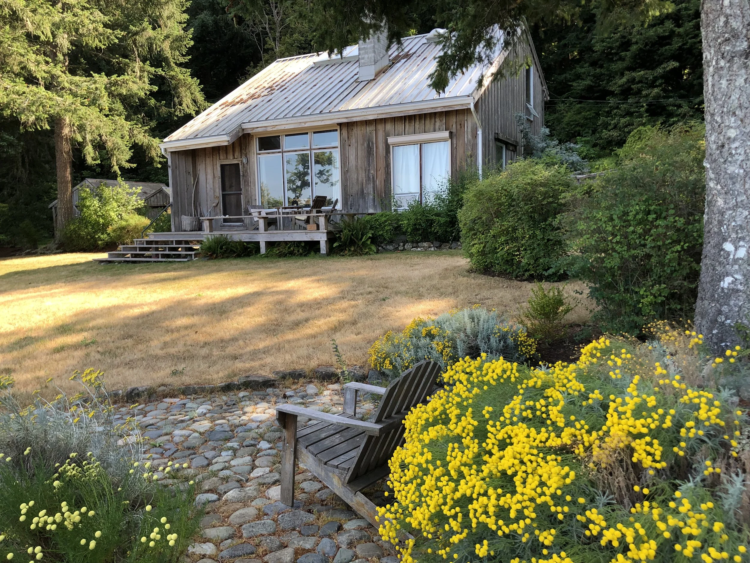 MG '24, view of house with yellow bloom.jpg