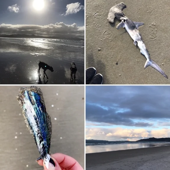 Matarangi Beach in the Coromandel - Featuring Willow & Indie the dogs, & a random dead, but fascinating hammer-head shark.