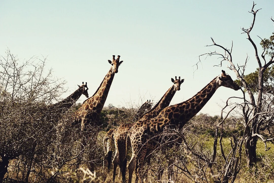Kruger National Park