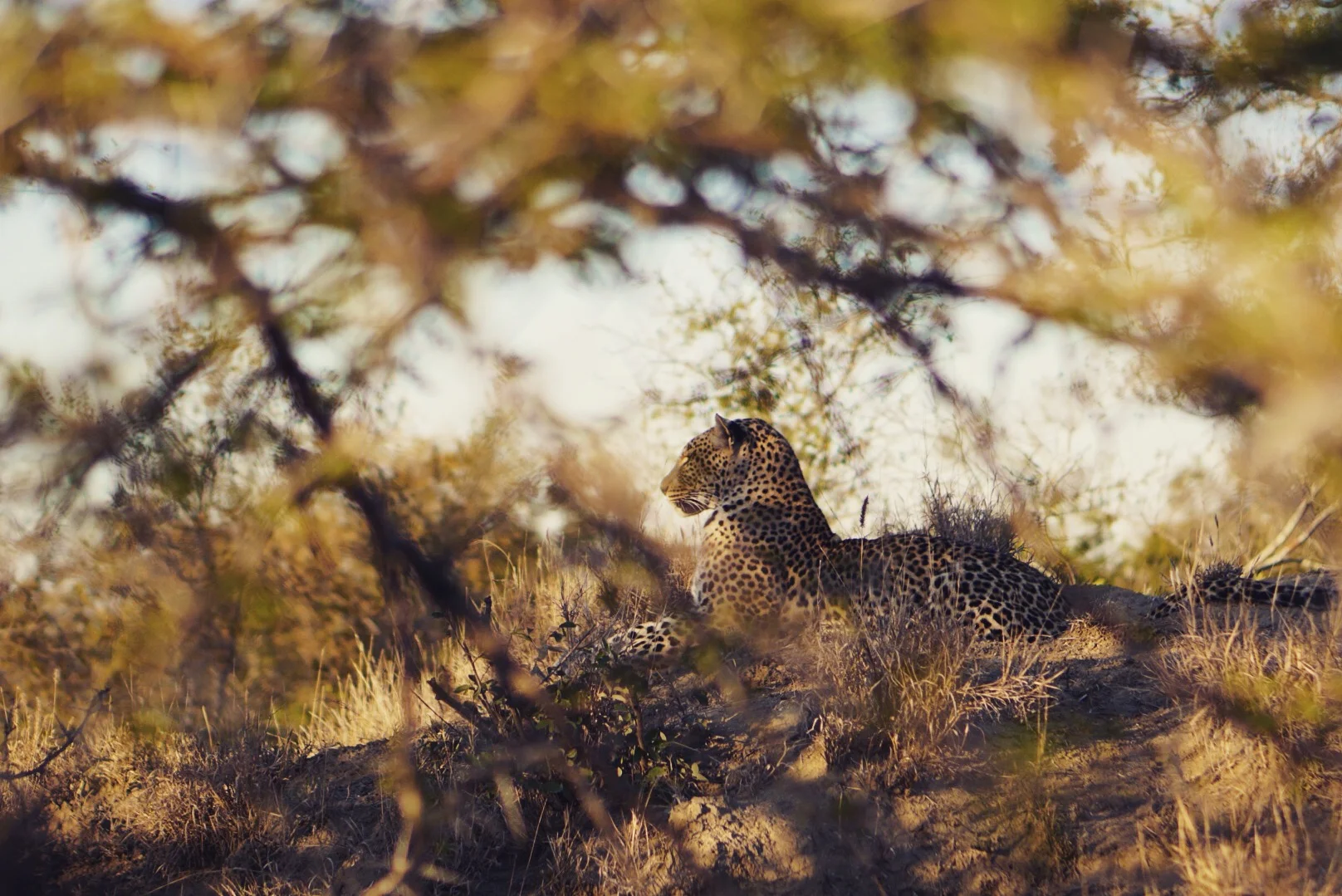 Sabi Sands Game Reserve &amp; Elephant Plains Game Lodge