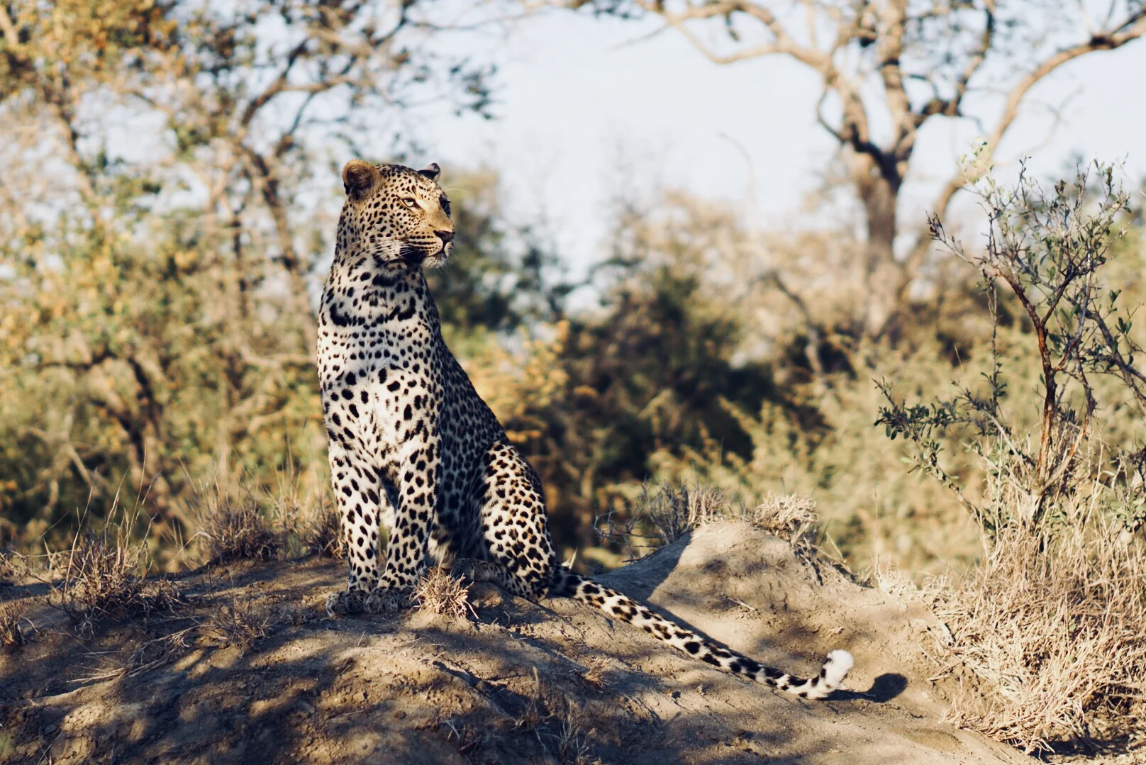 South Africa
