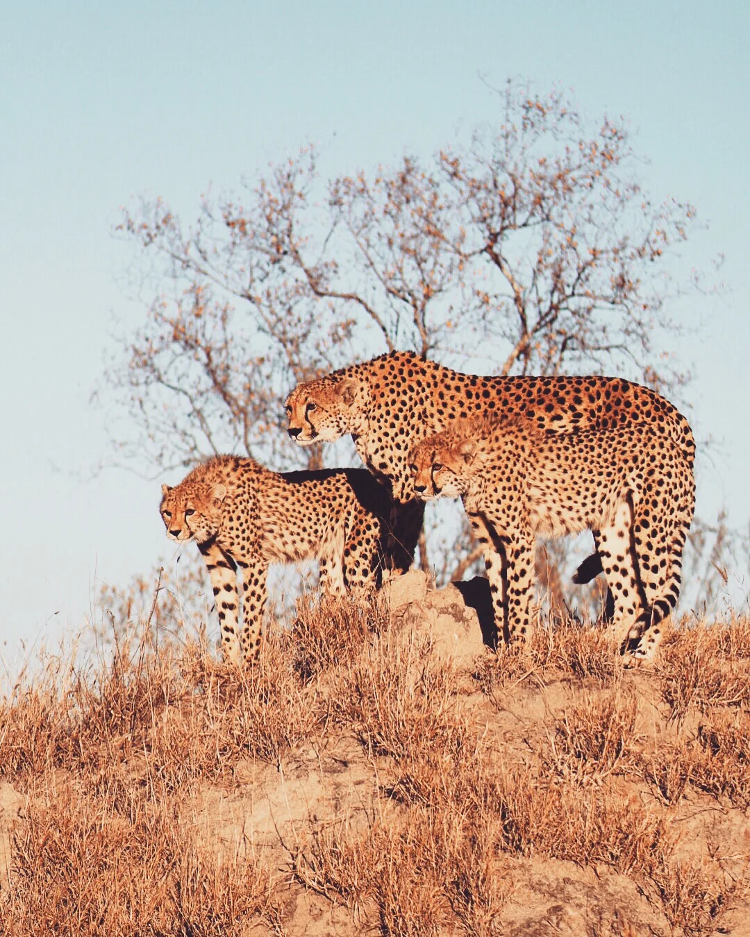 South Africa