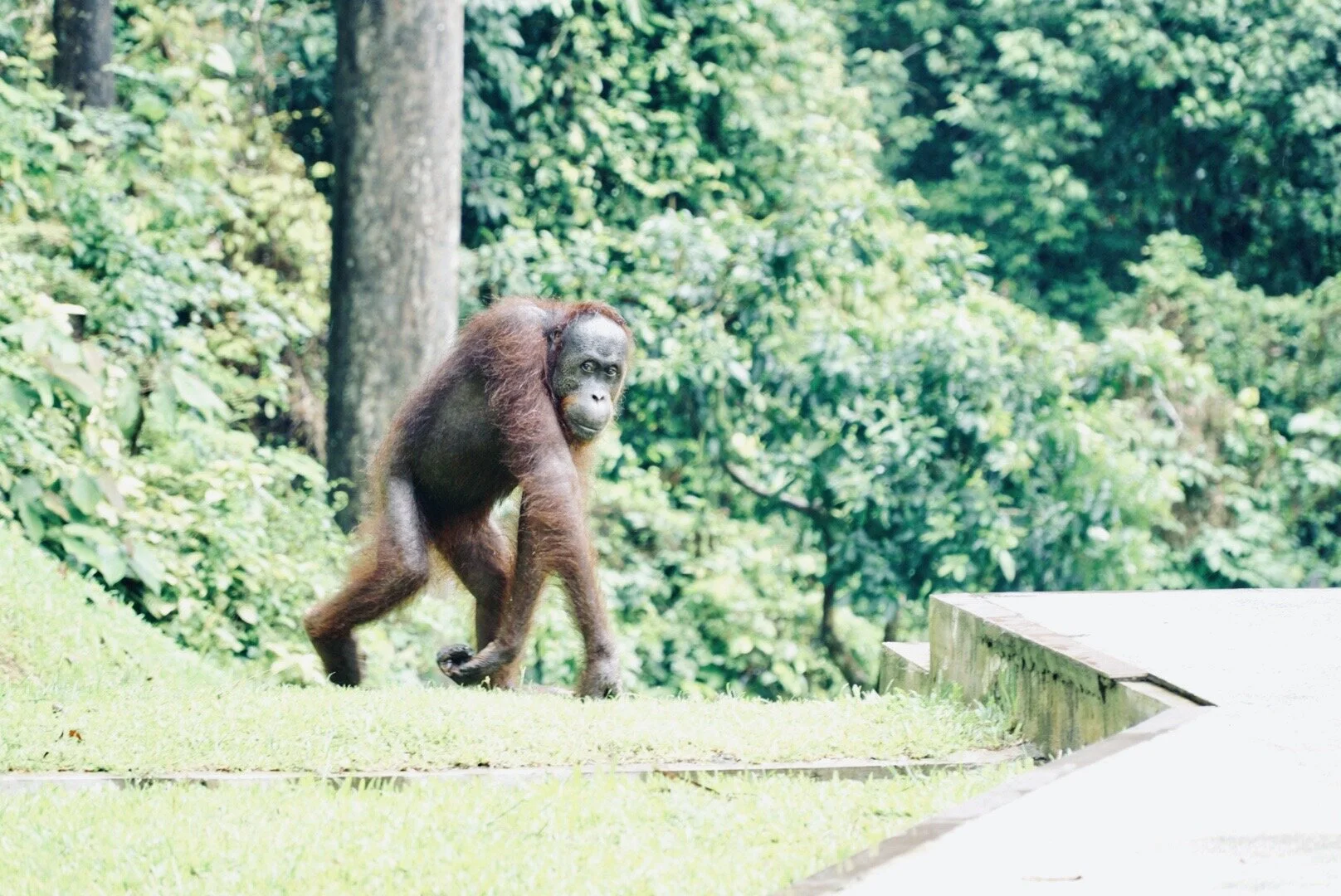 Sepilok Orangutan Rehabilitation Centre