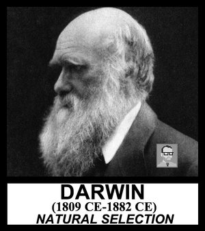 Darwin.jpg