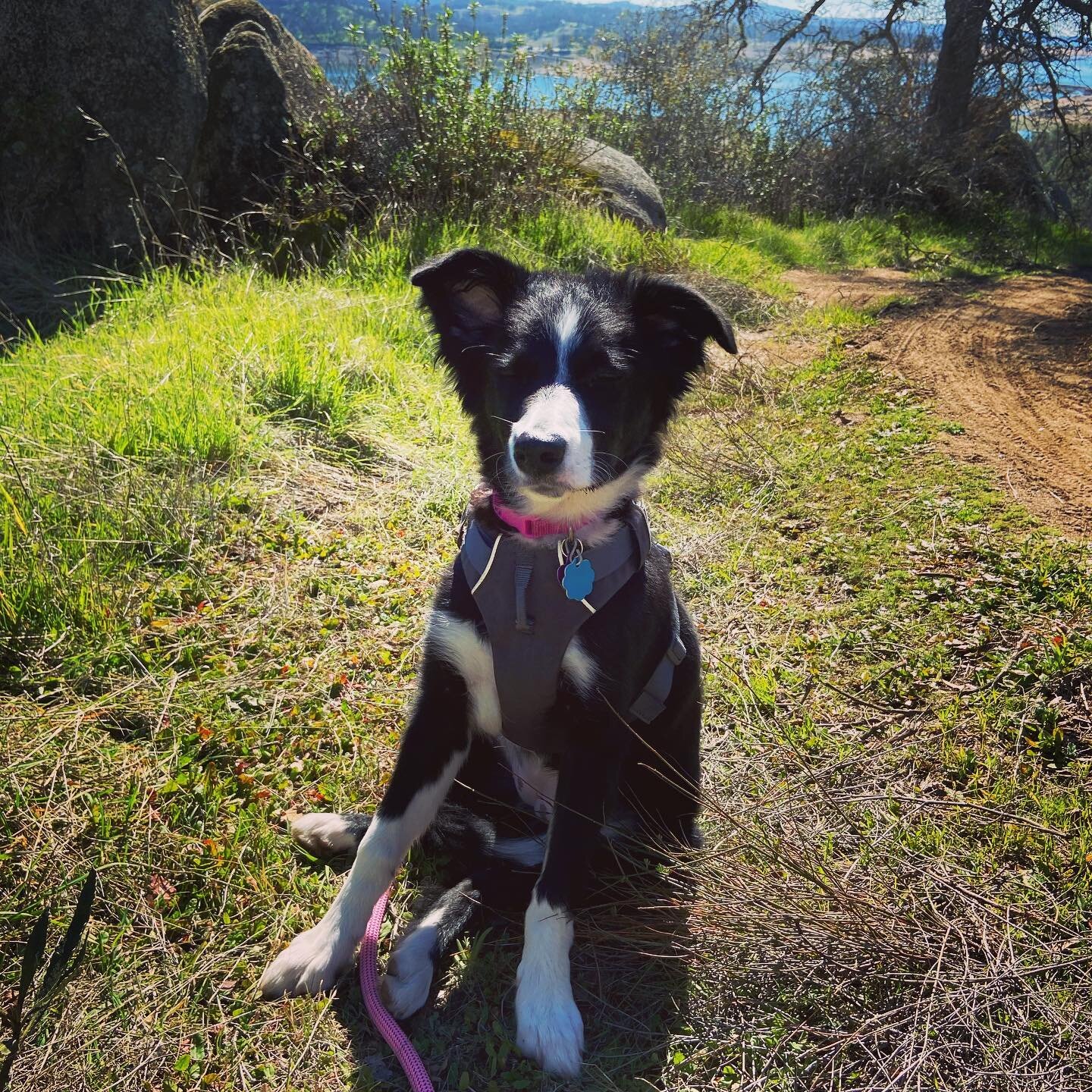 Our puppy Cali, the adventure girl, is loving her trail training, now we just have to teach her to stop being afraid of bikes!😱#mtbdog #traildog #bordercollie #mtbgirl