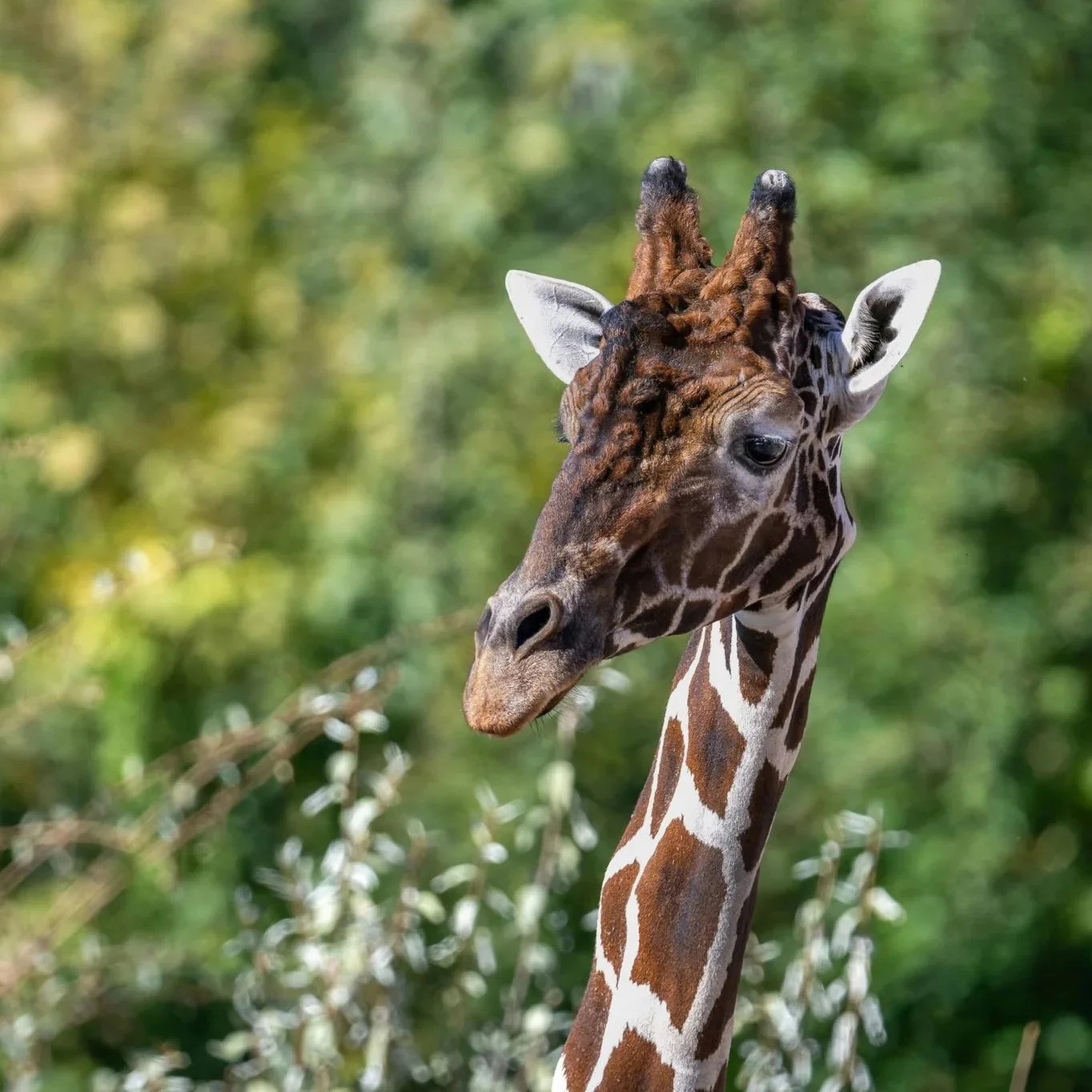 Abendführung &amp; Essen im Zoo Zürich 