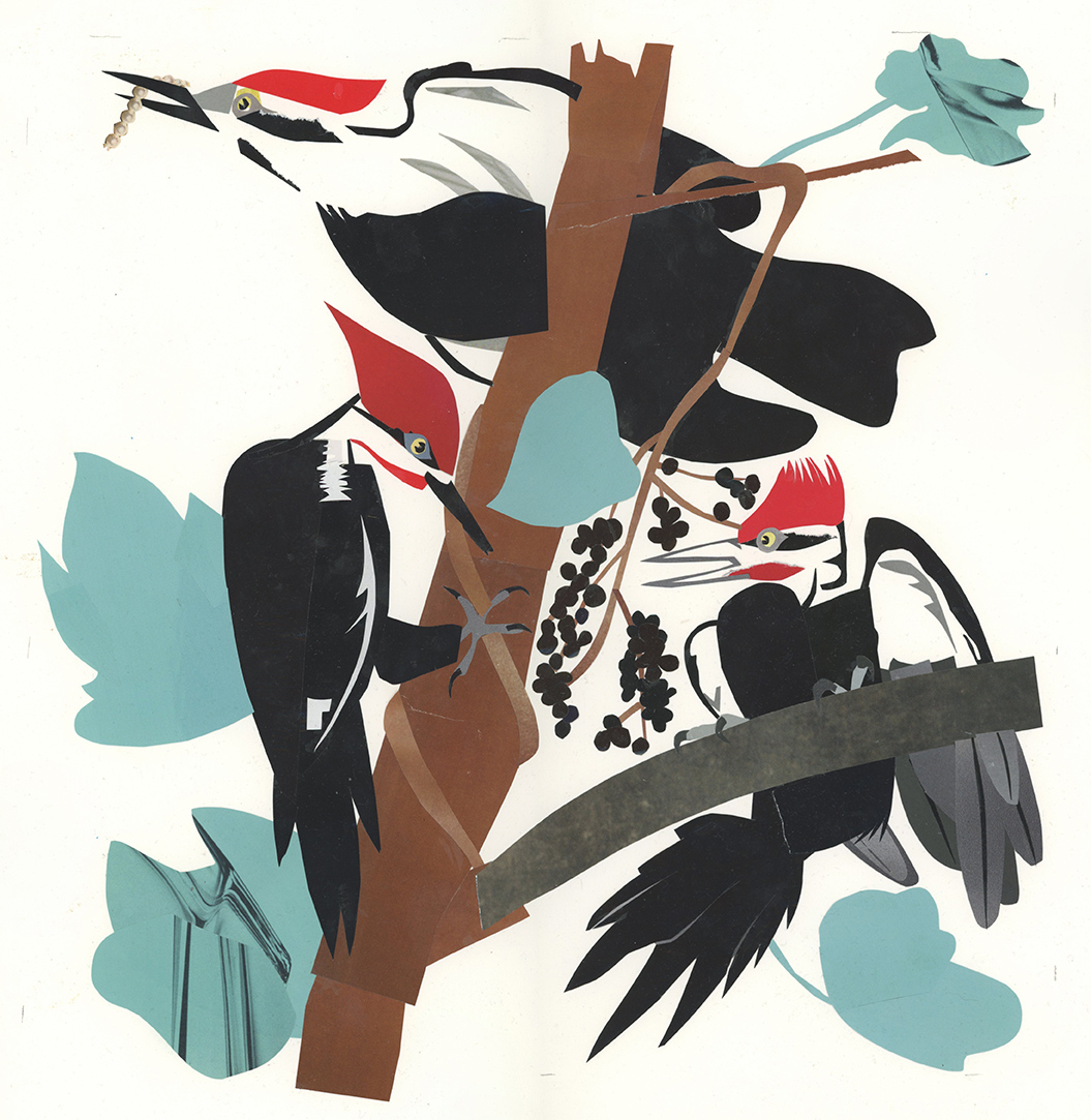 Pileated Woodpeckers (after John Audubon)---Audubon Magazine's Illustrated Aviary