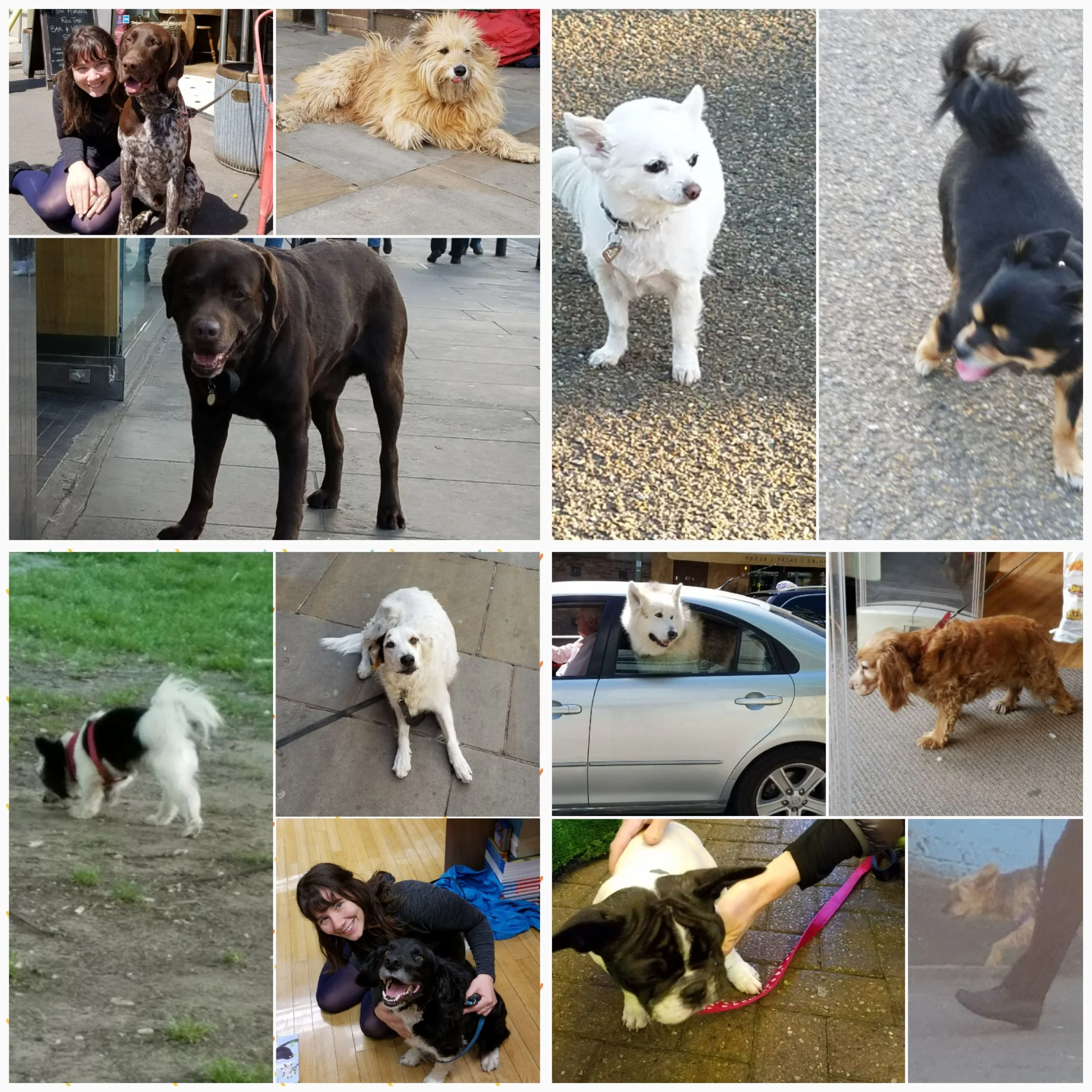 Dogs I Saw in Oxford
