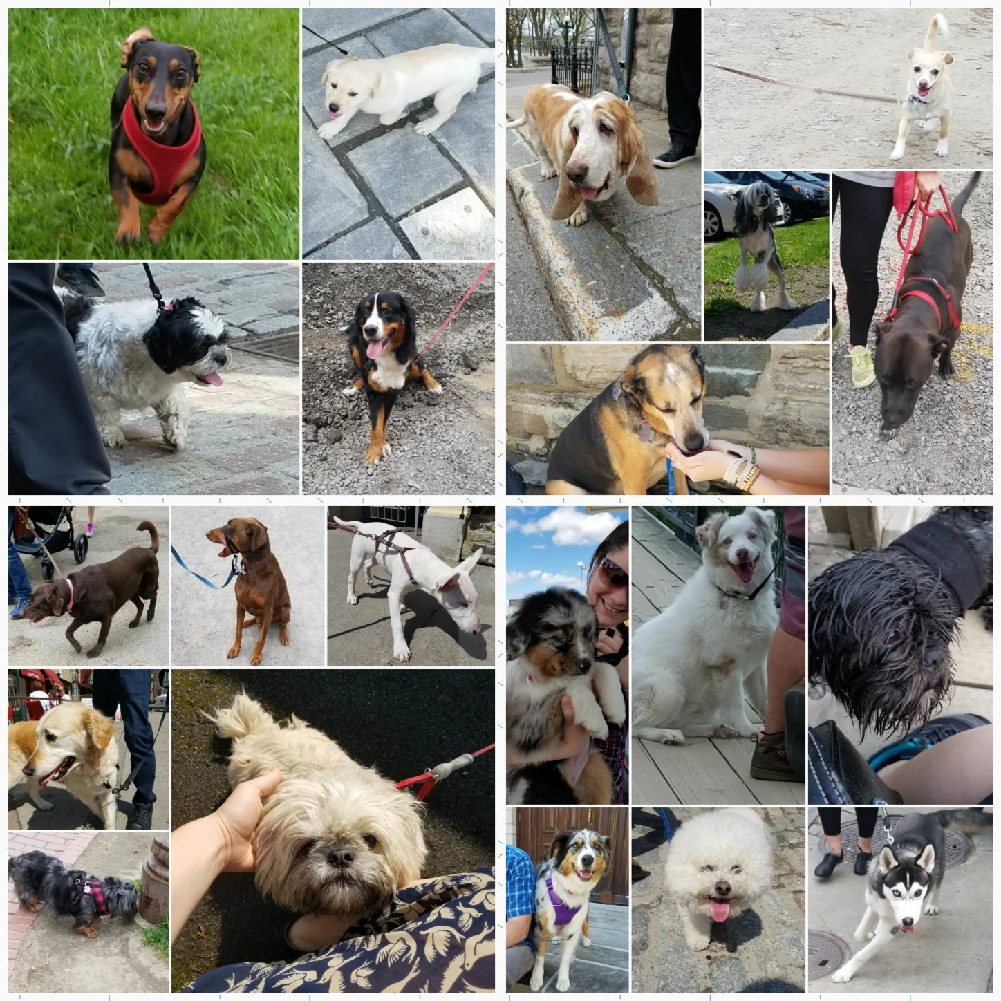 Dogs I Saw in Quebec City