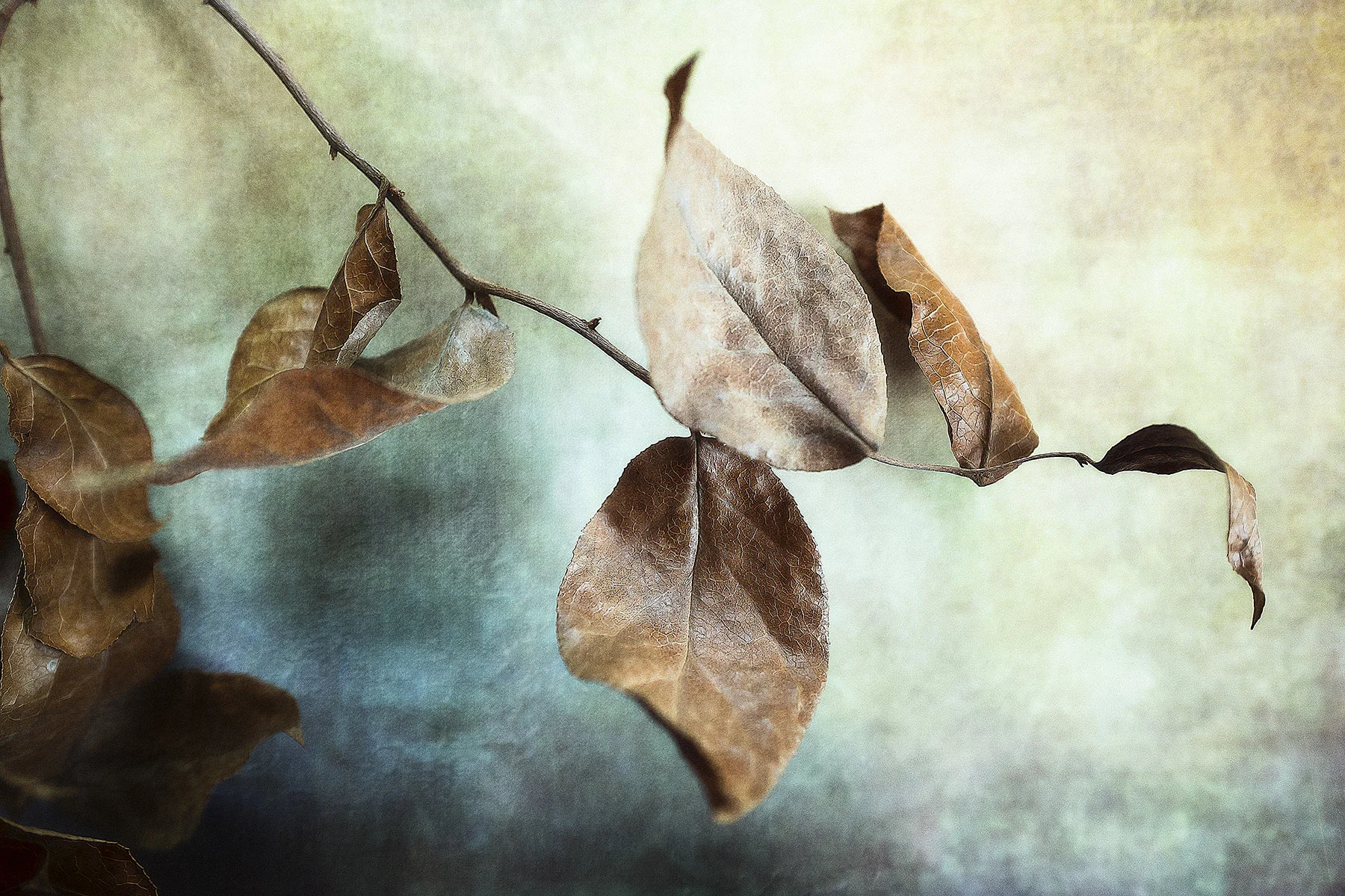 Botanical #L0169