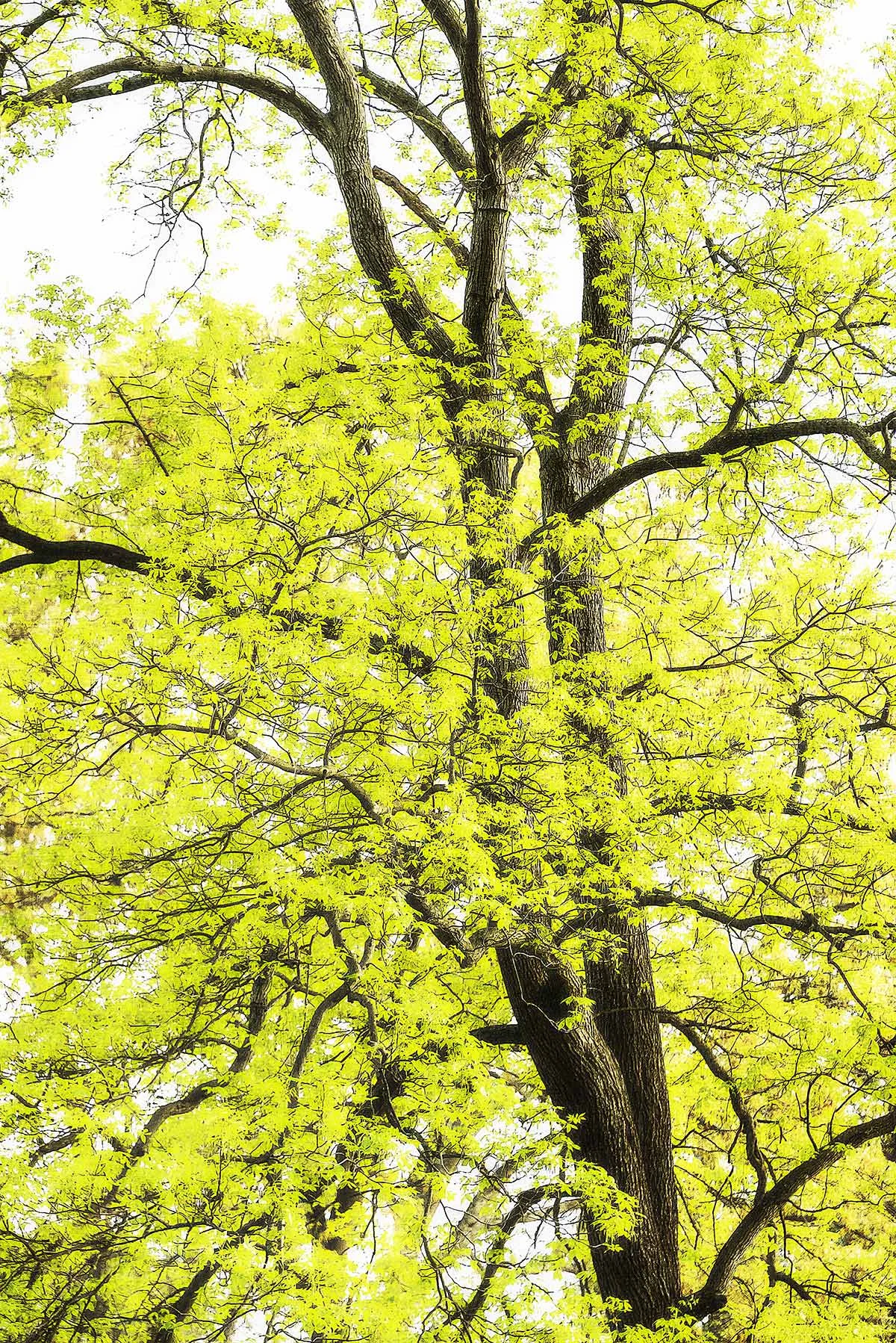 Trees #2013