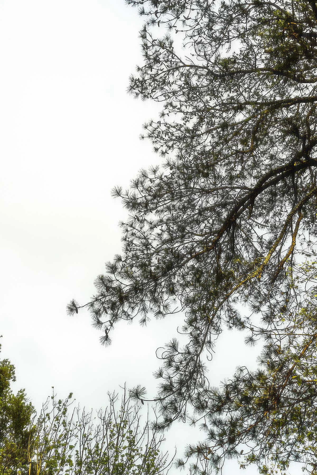 Trees #2050