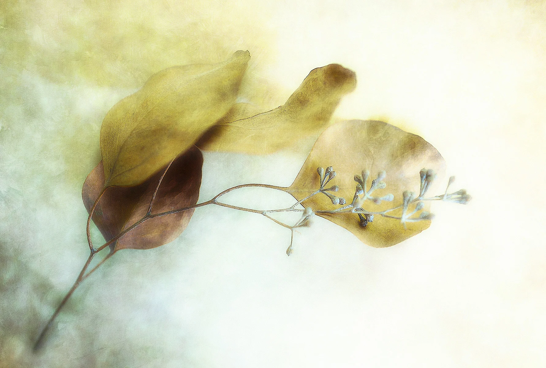 Botanical #L0313