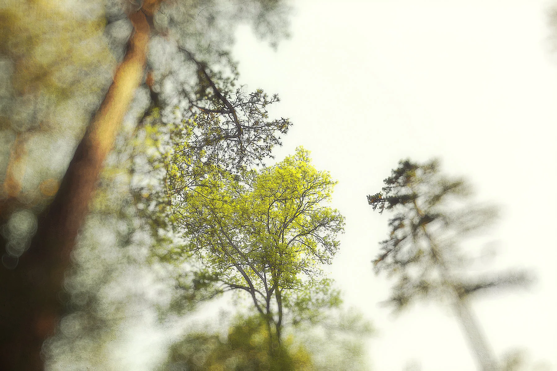 Trees #2061