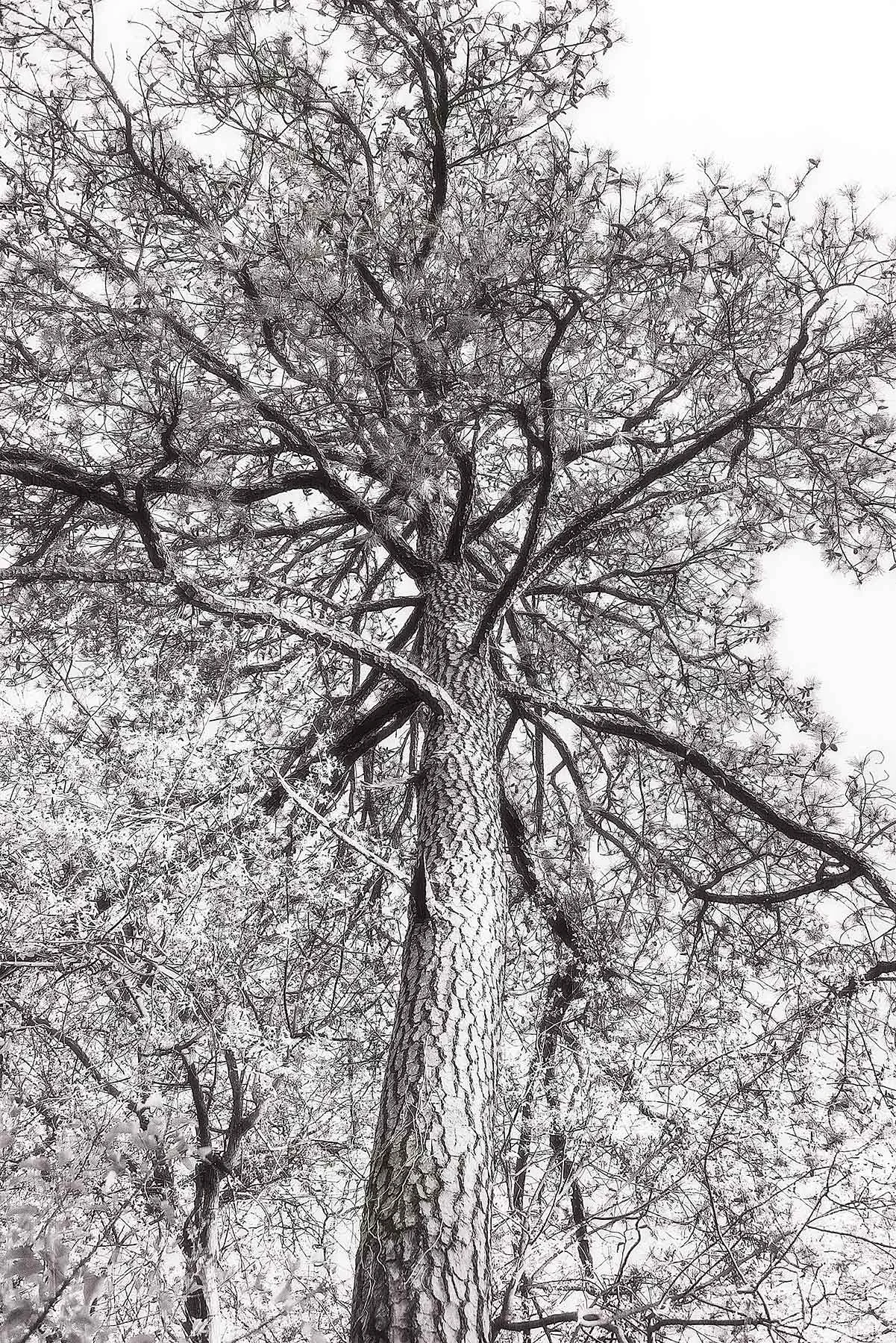 Trees #2063