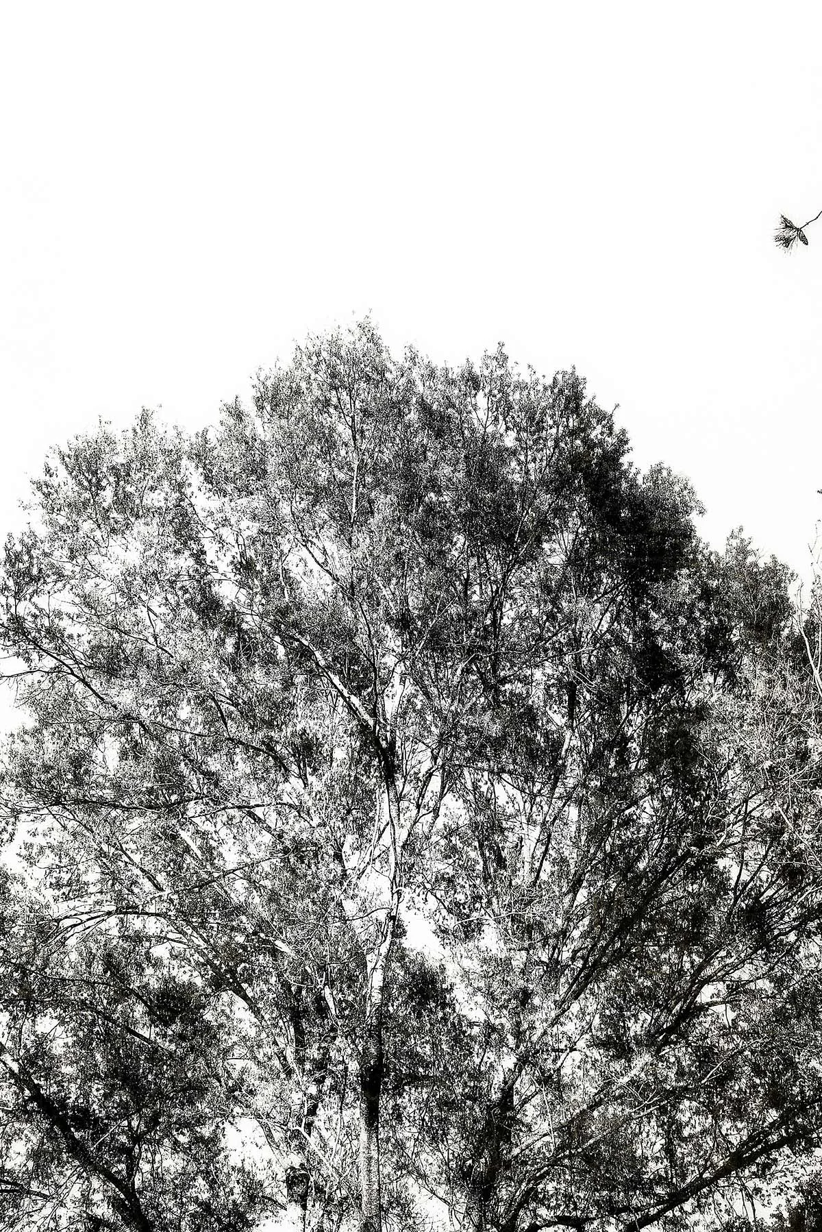 Trees #2066