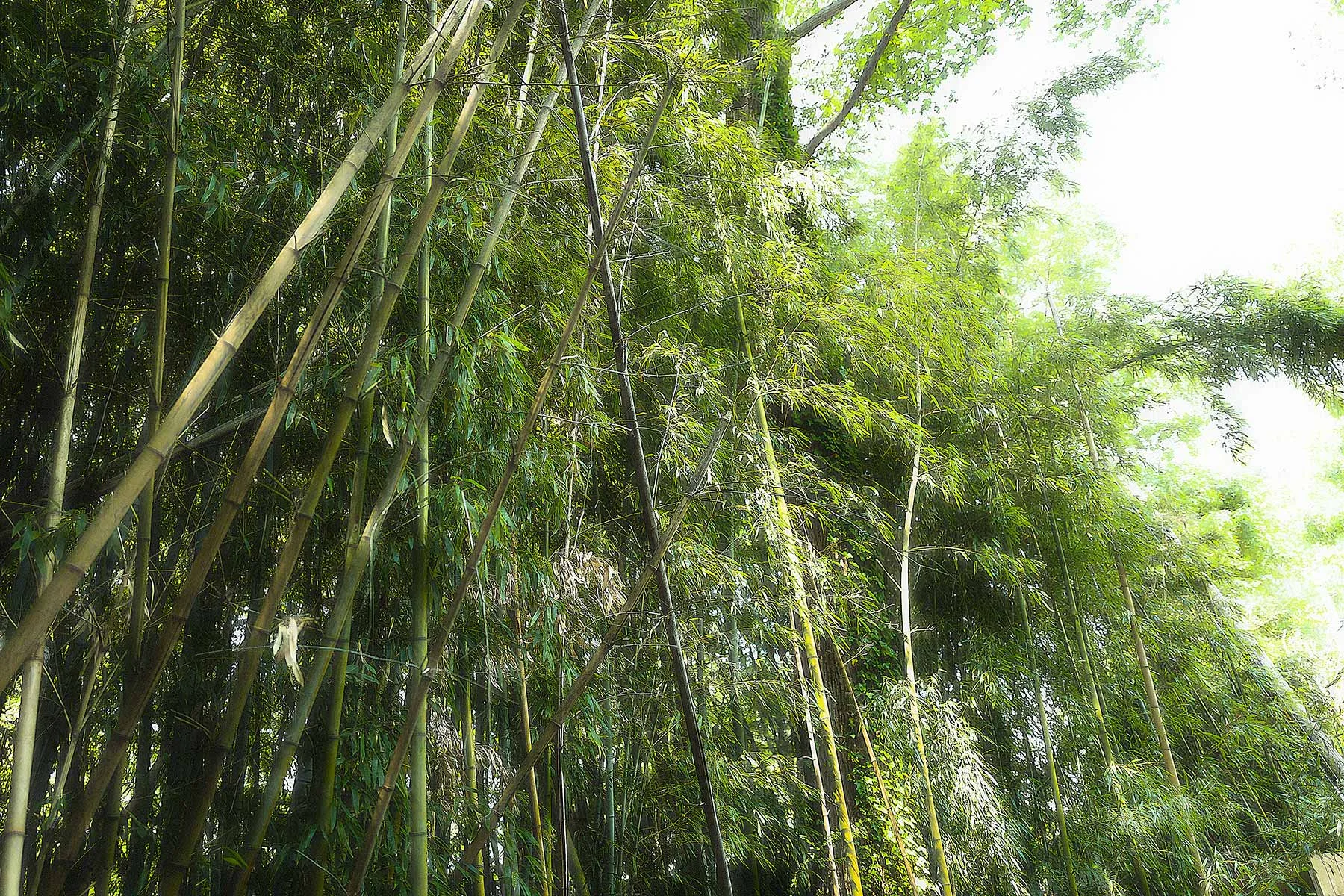 Trees #L0443