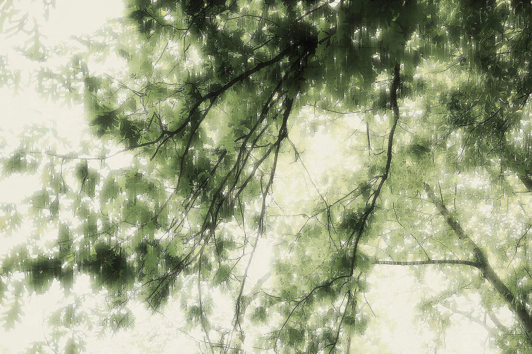 Trees #L0481